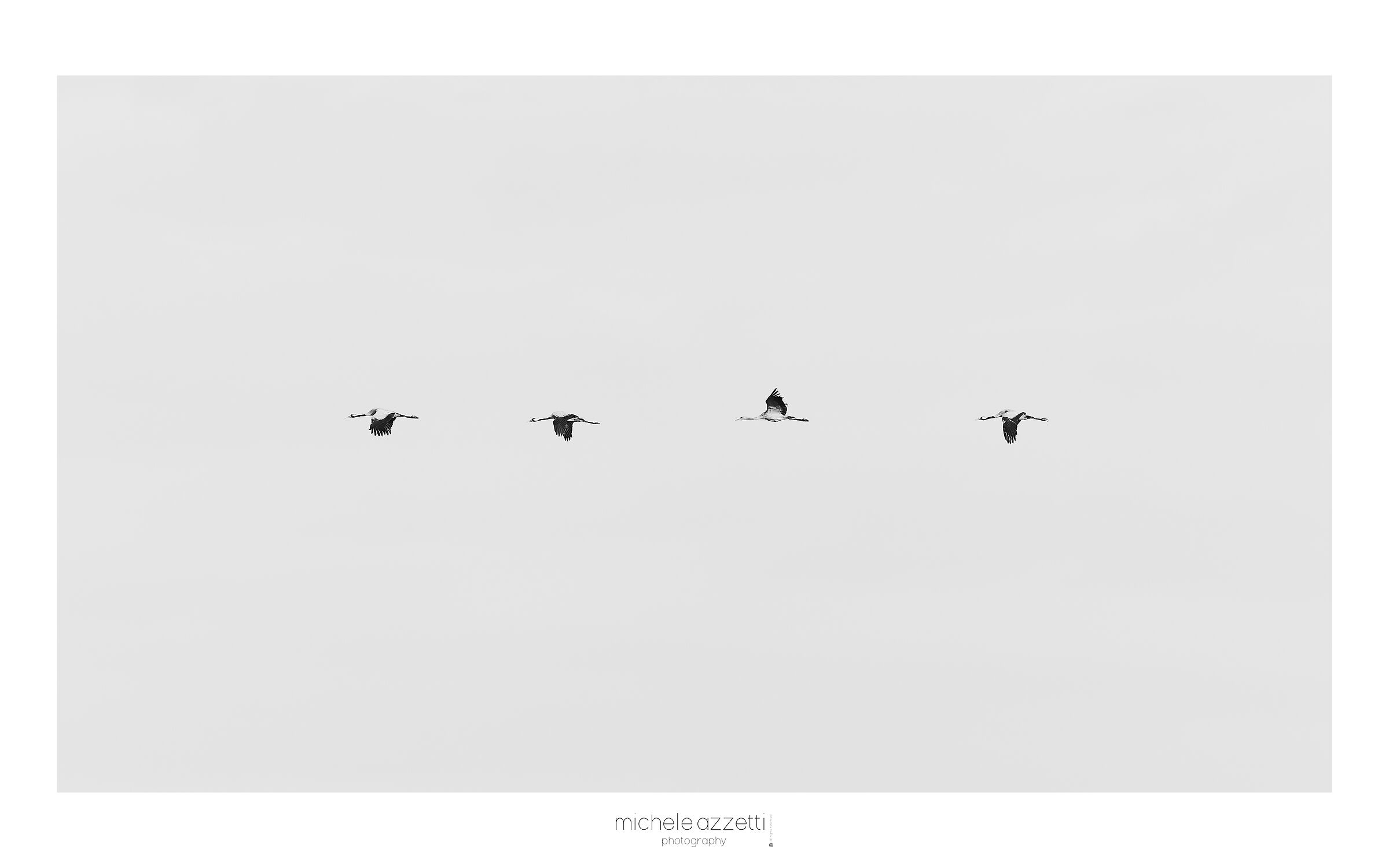 Camargue crane in flight