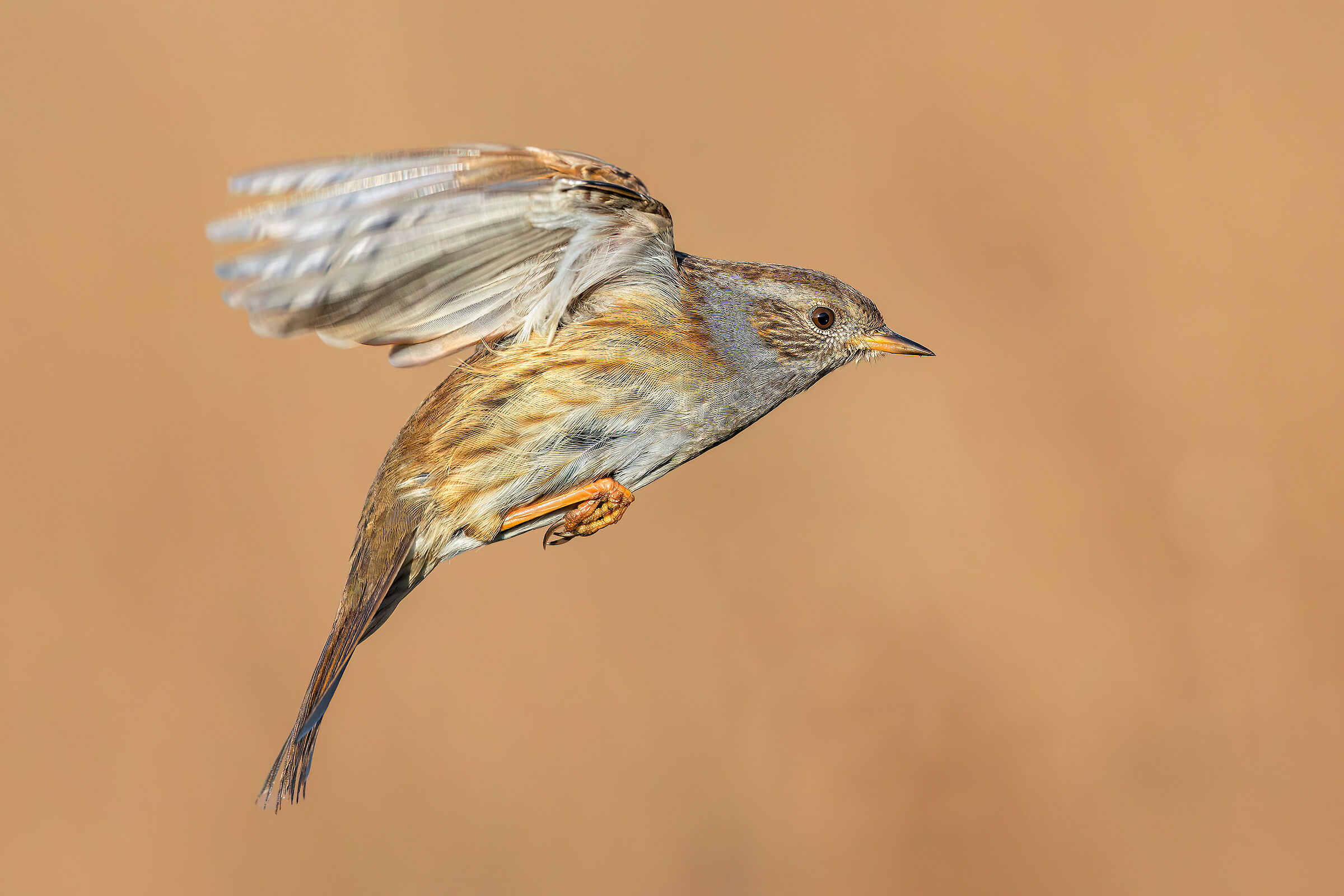 Sparrow Scopaiola