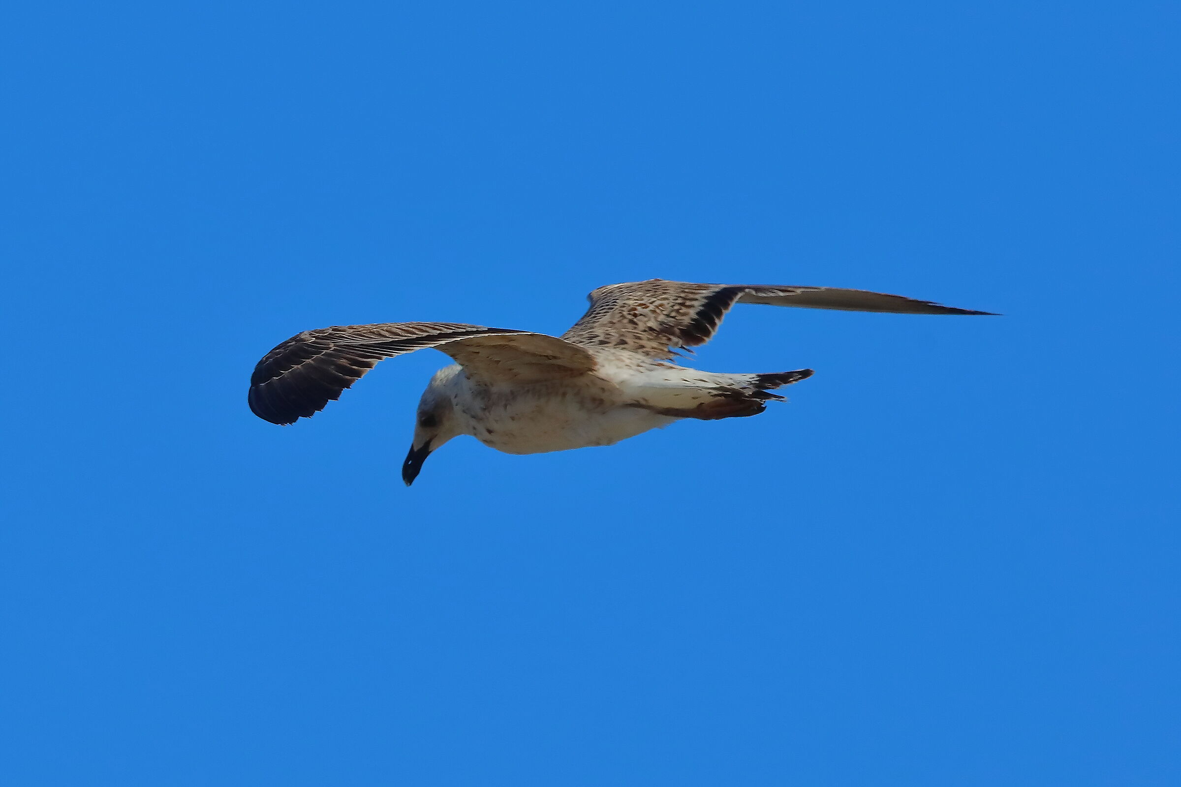 Gabbiano R 08 ottobre 2025 - 0627