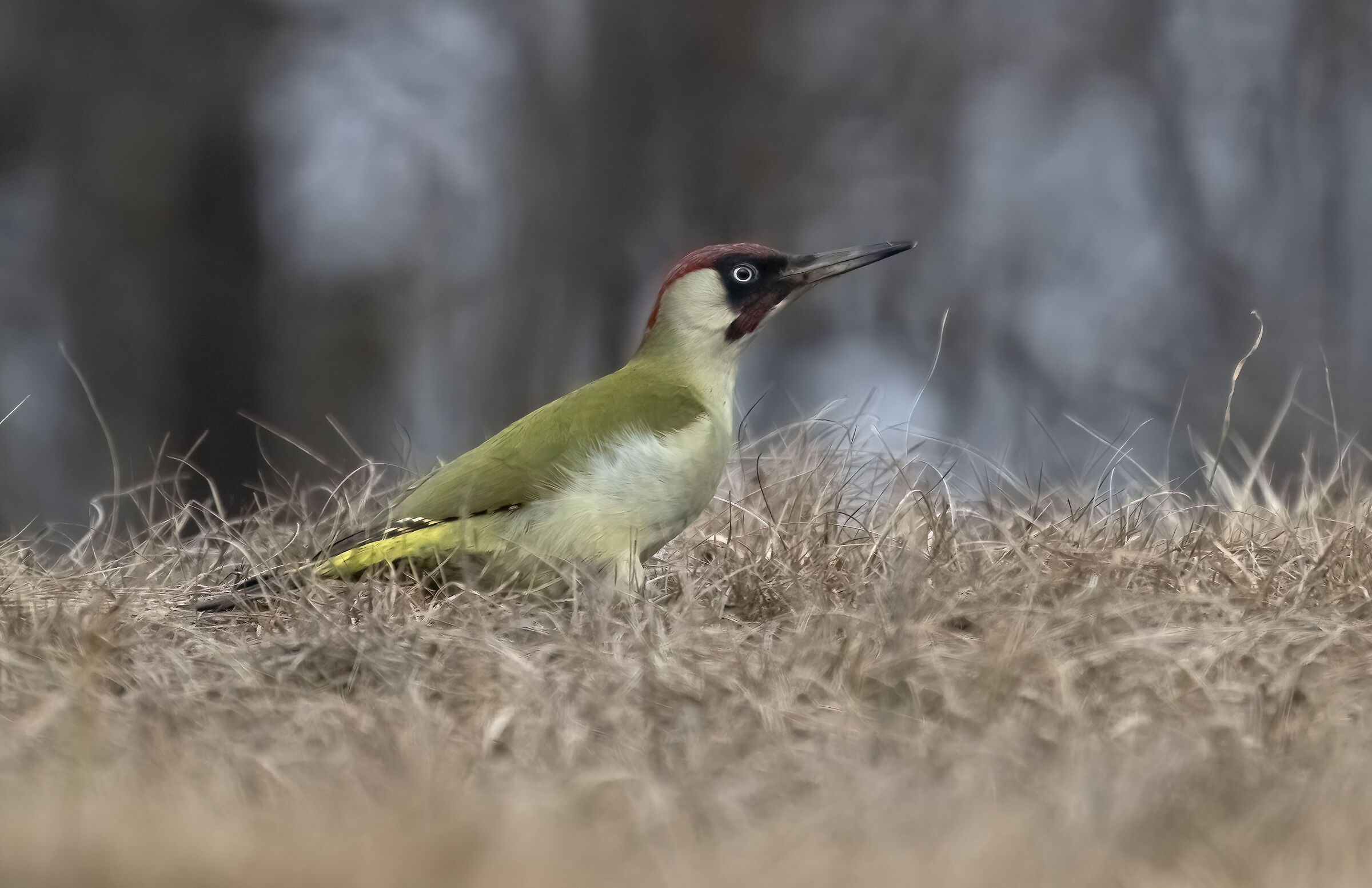Picchio verde maschio