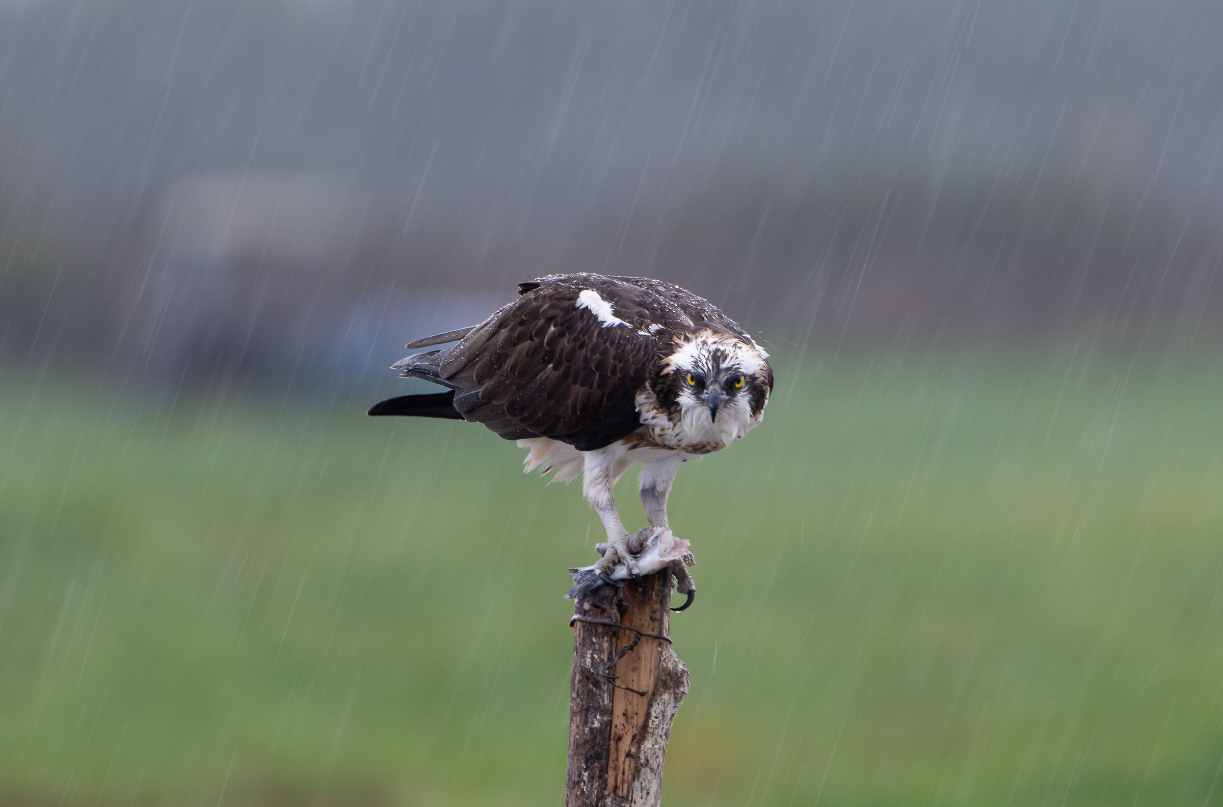 Falco pescatore sotto la pioggia