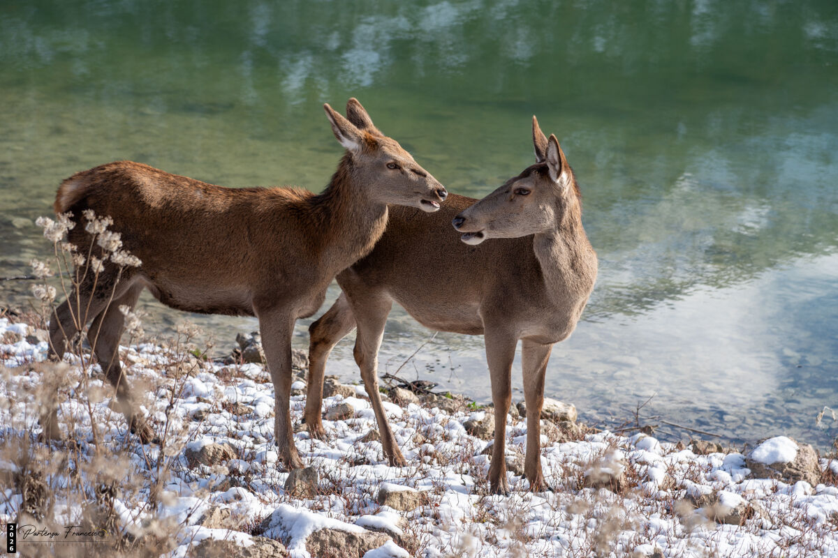 Deer in Scanno