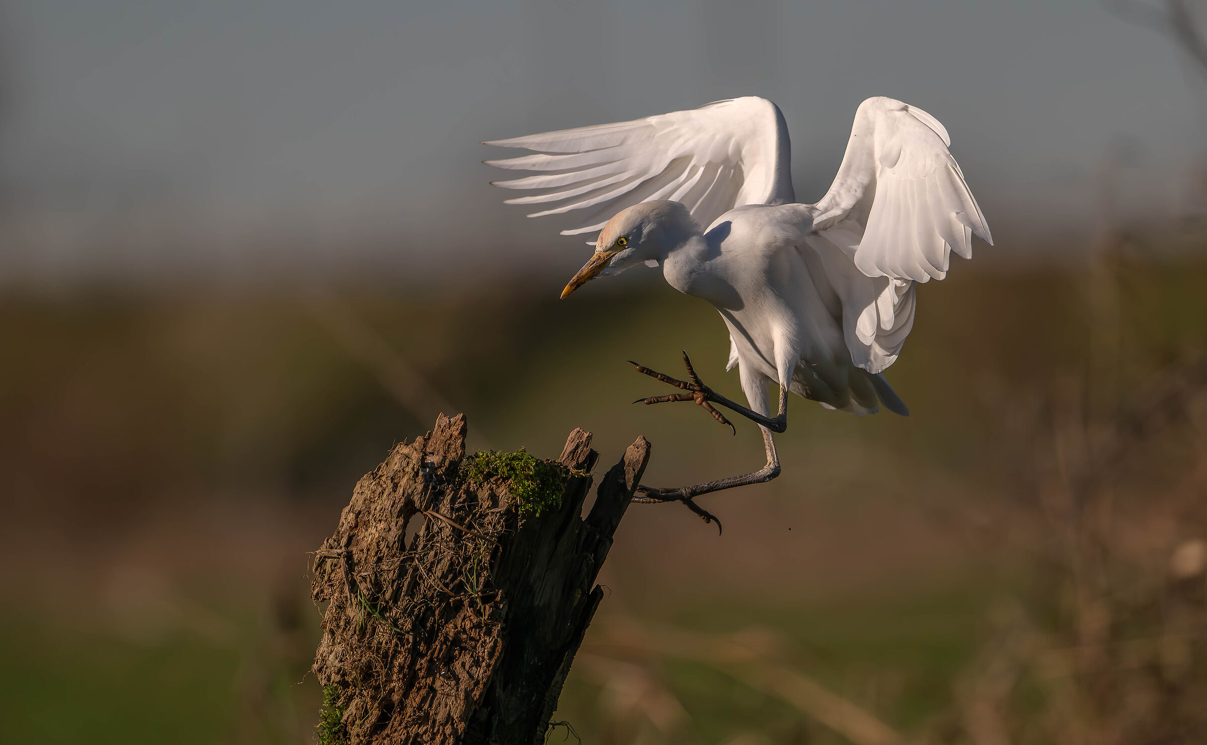 Cattle Egret