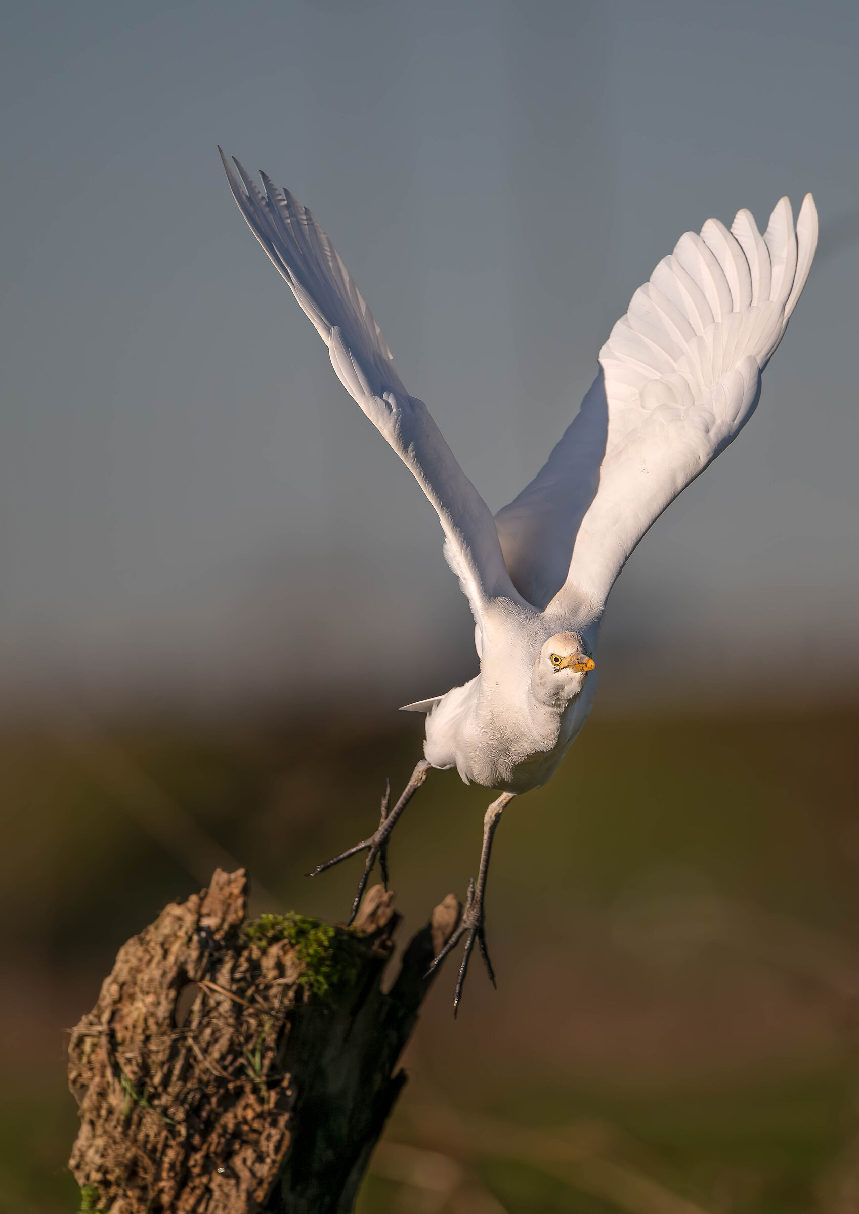 Cattle Egret