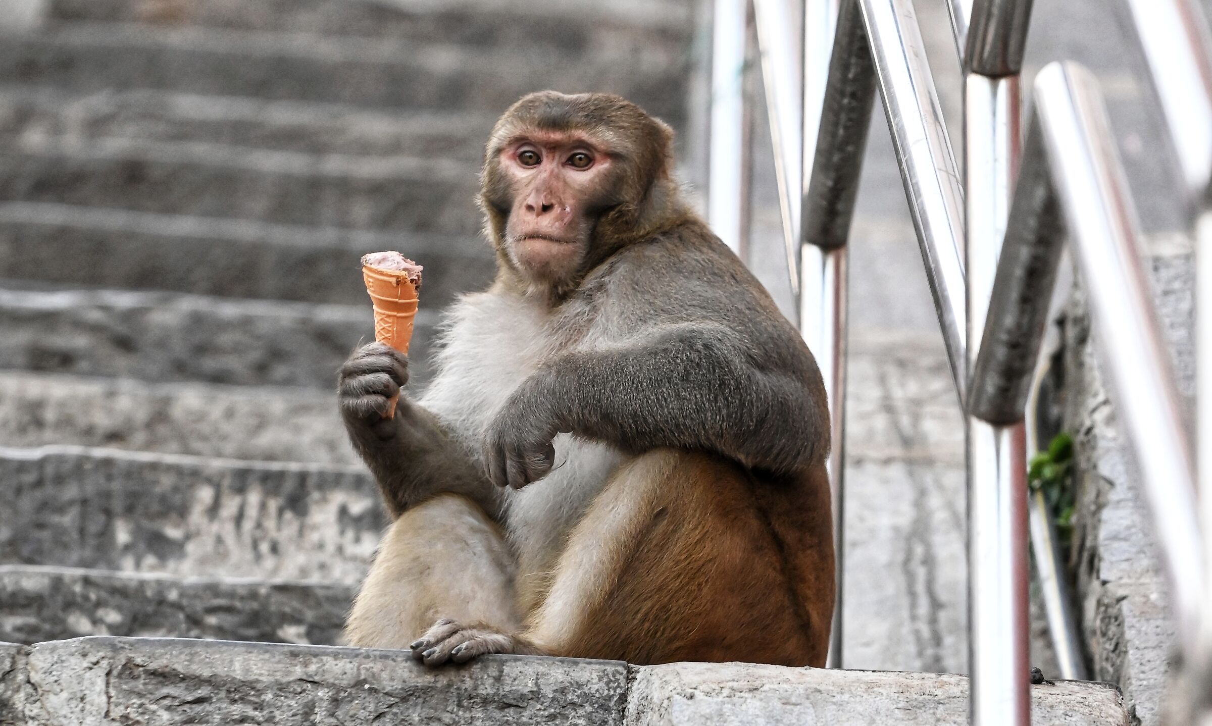 Monkey business