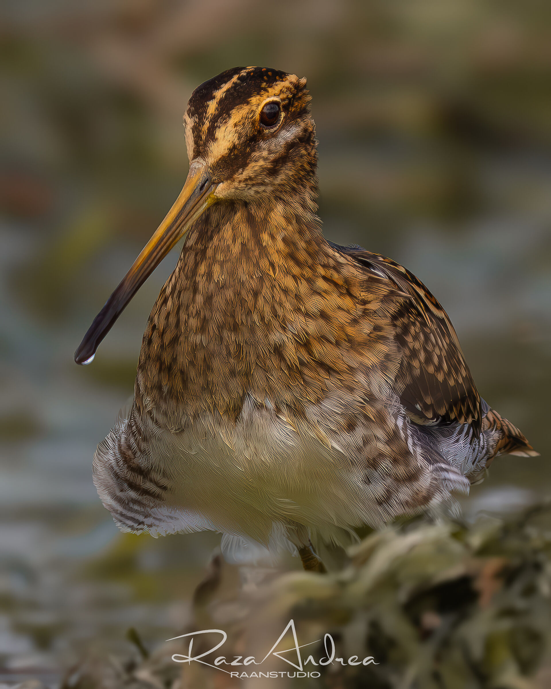 Snipe