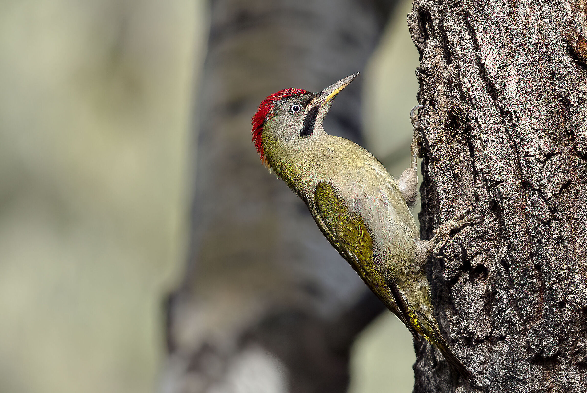 Picchio di Levillant