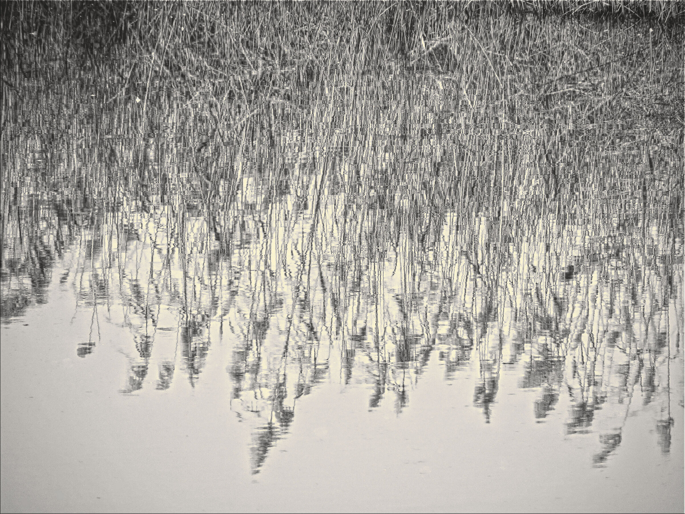 Reflected reeds