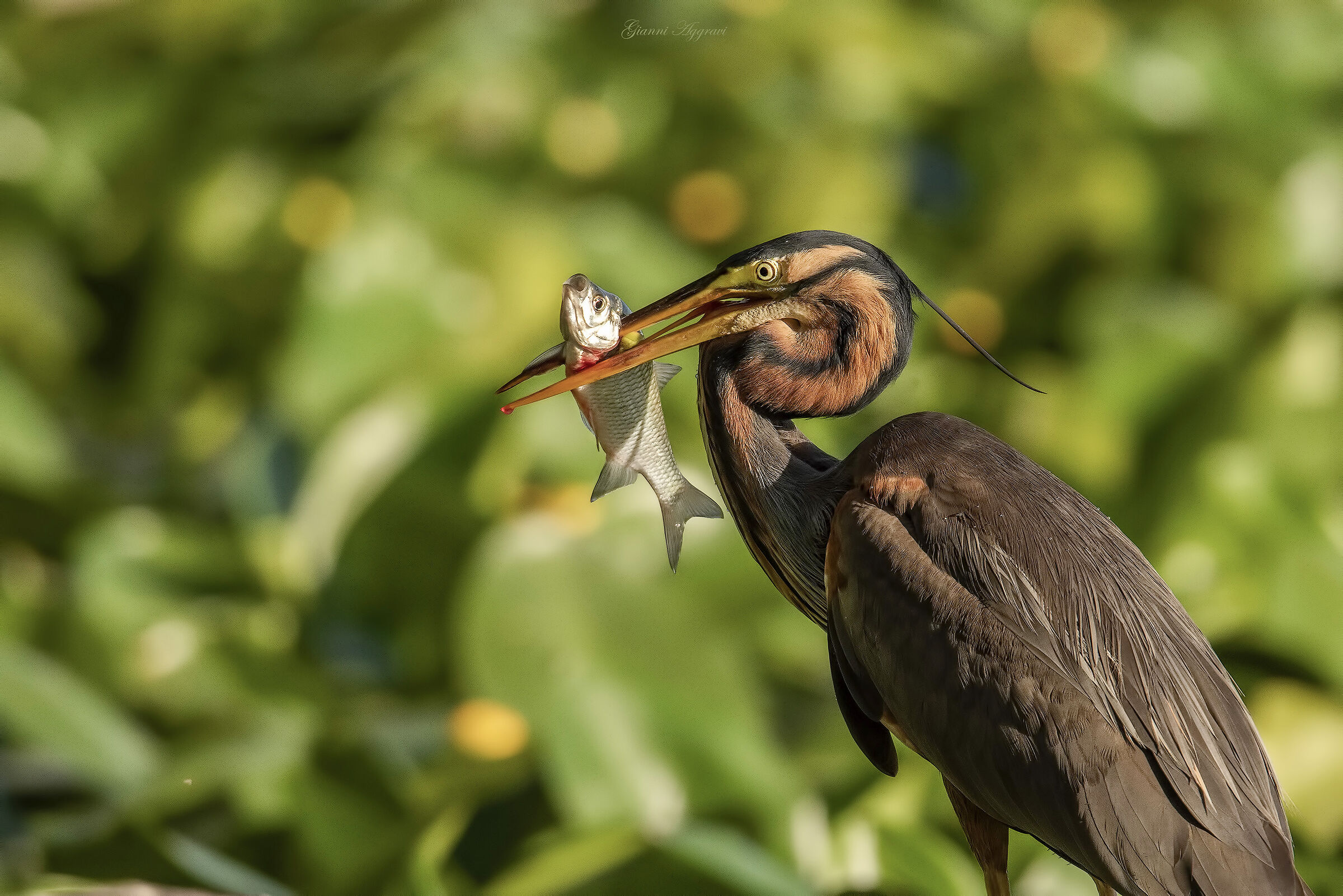 Rosso come il sangue