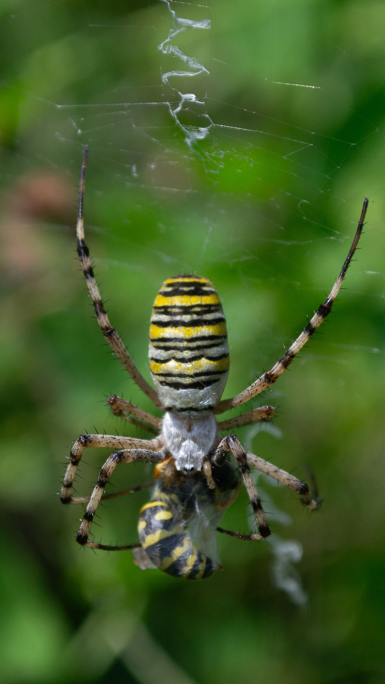 Wasp spider with wasp