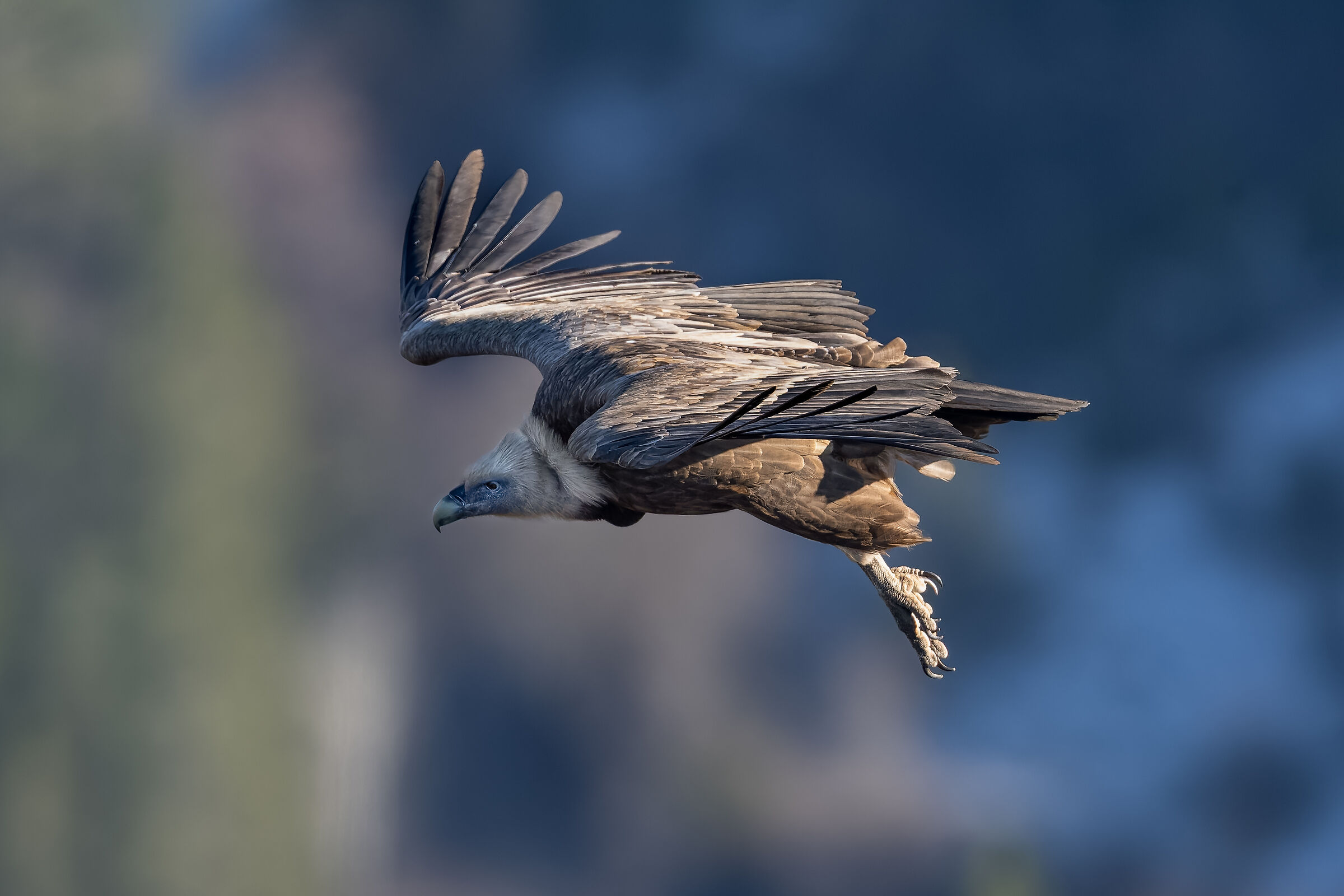 Griffin-Parc naturel régional des Baronnies Proven&cc...