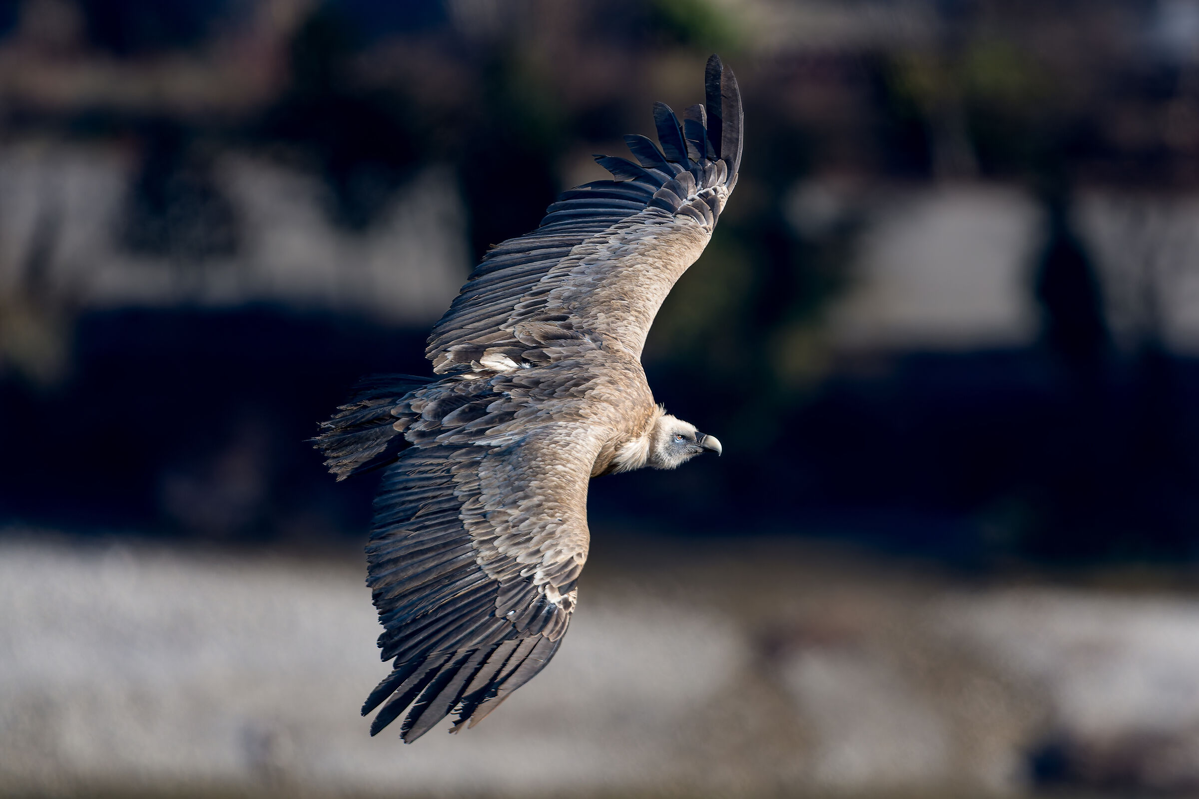 Griffin-Parc naturel régional des Baronnies Proven&cc...