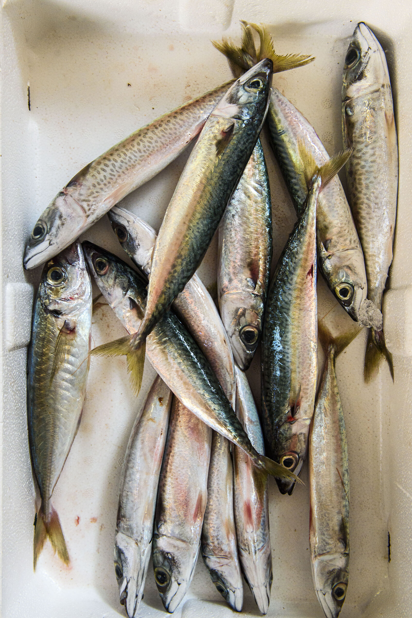 Pesce adriatico