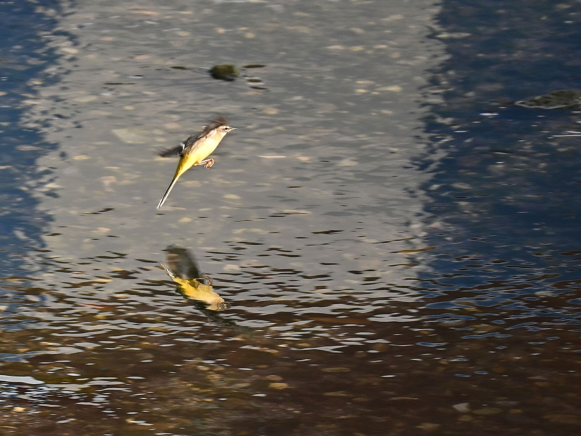 Yellow Ballet Wagtail