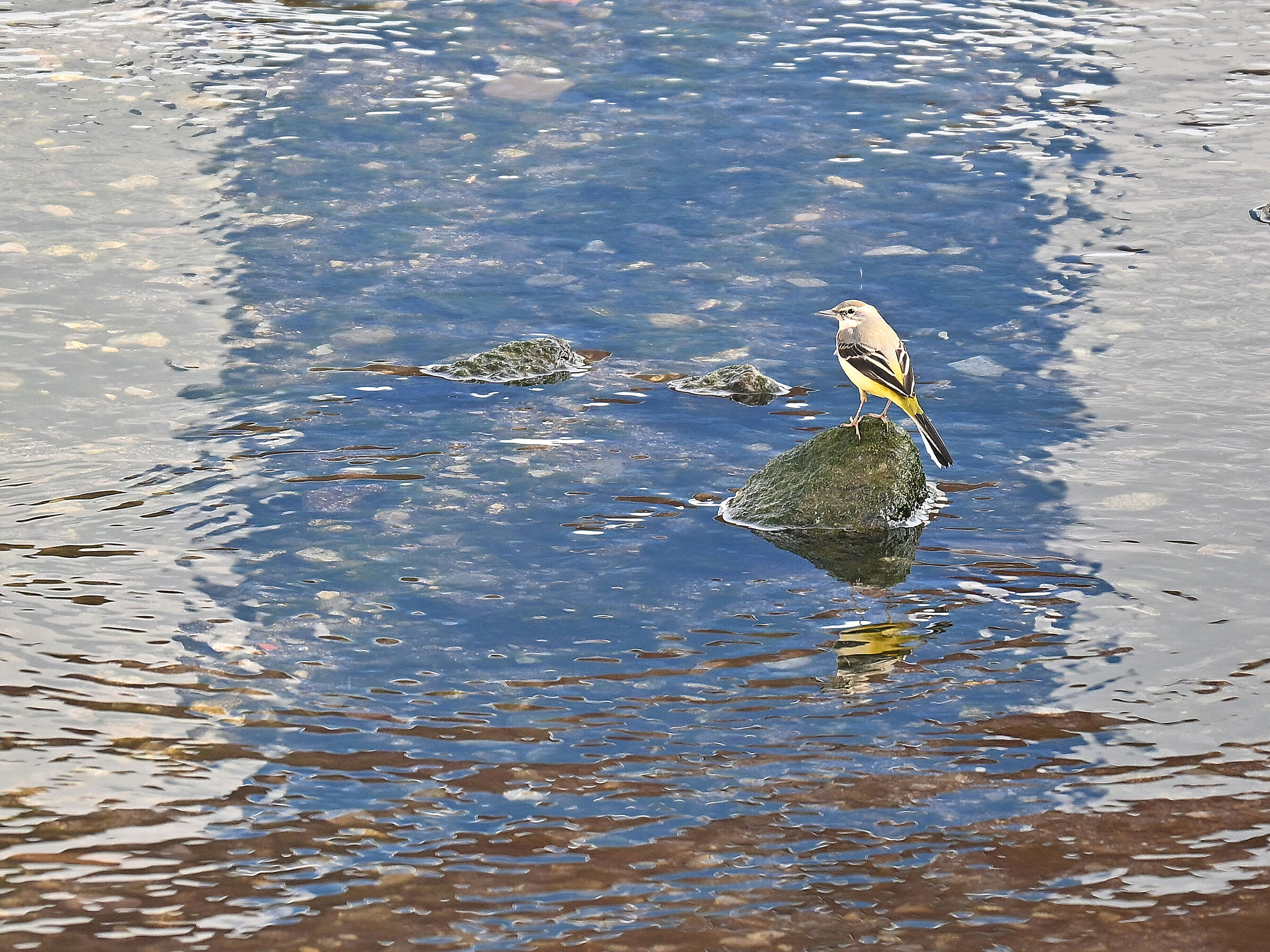 Yellow Ballet Wagtail