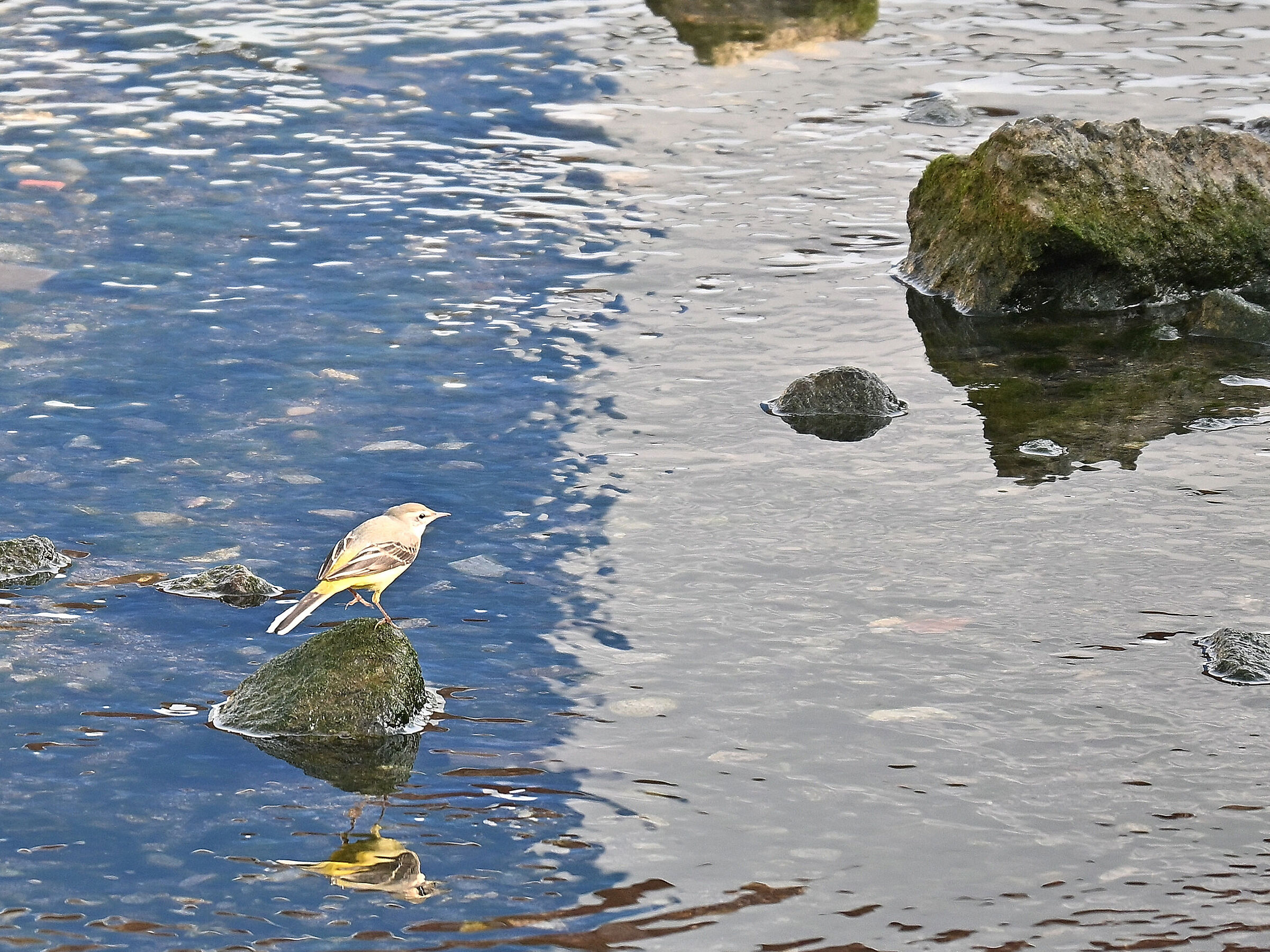 Yellow Ballet Wagtail