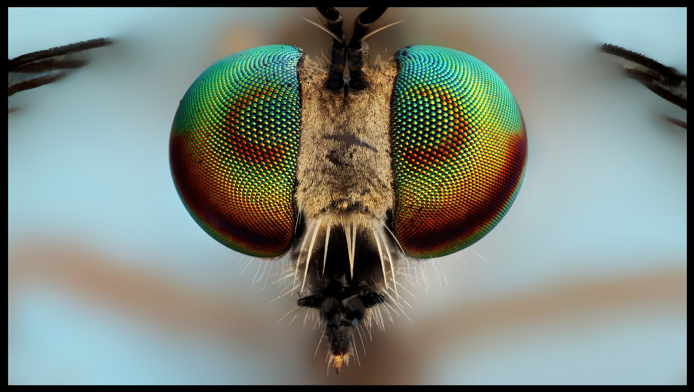robberfly
