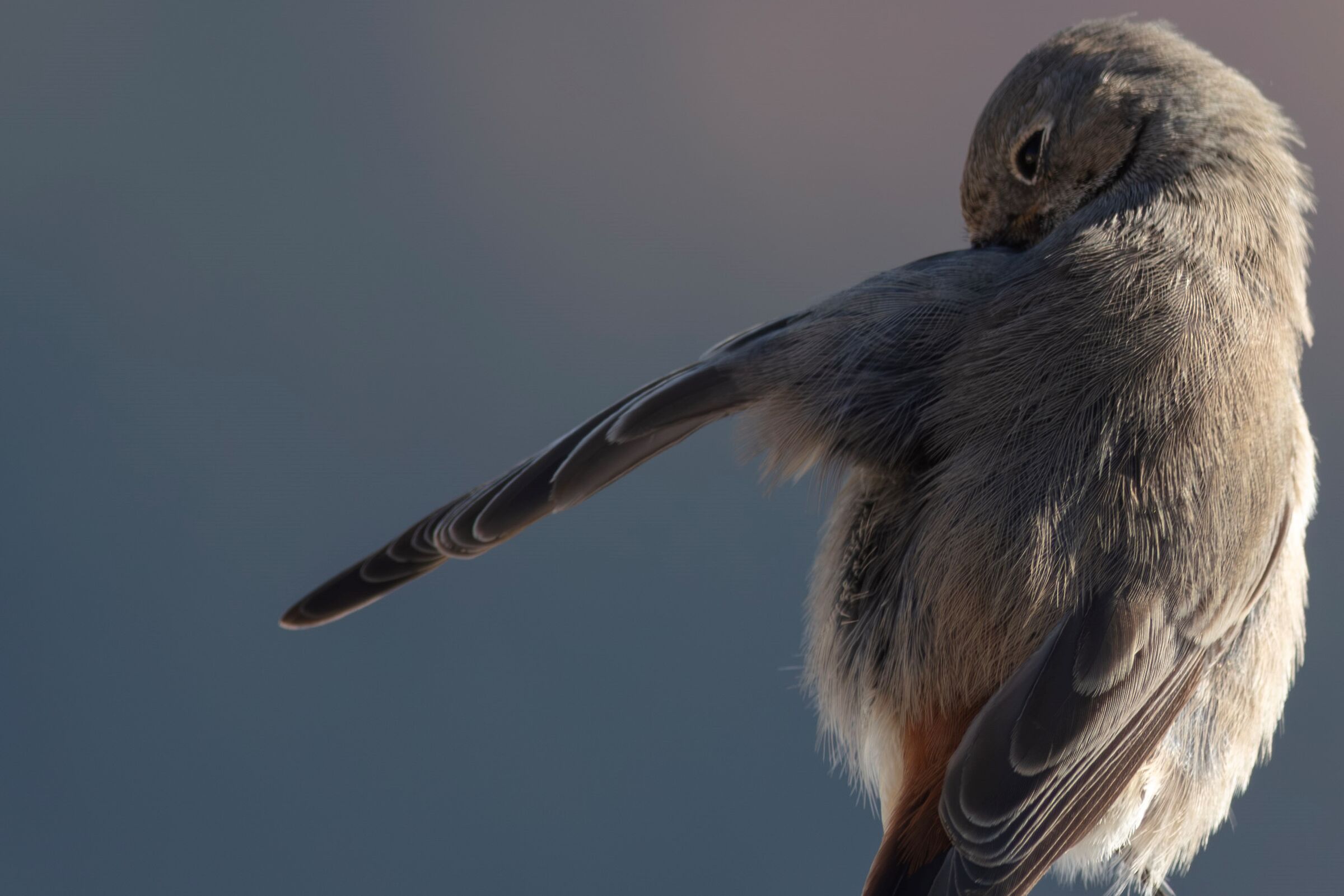 Chimney sweep dabber