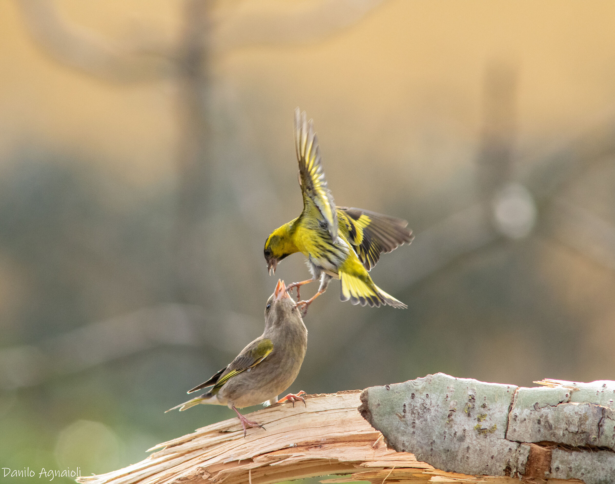 The fragile balance of wild love. Greenfinches