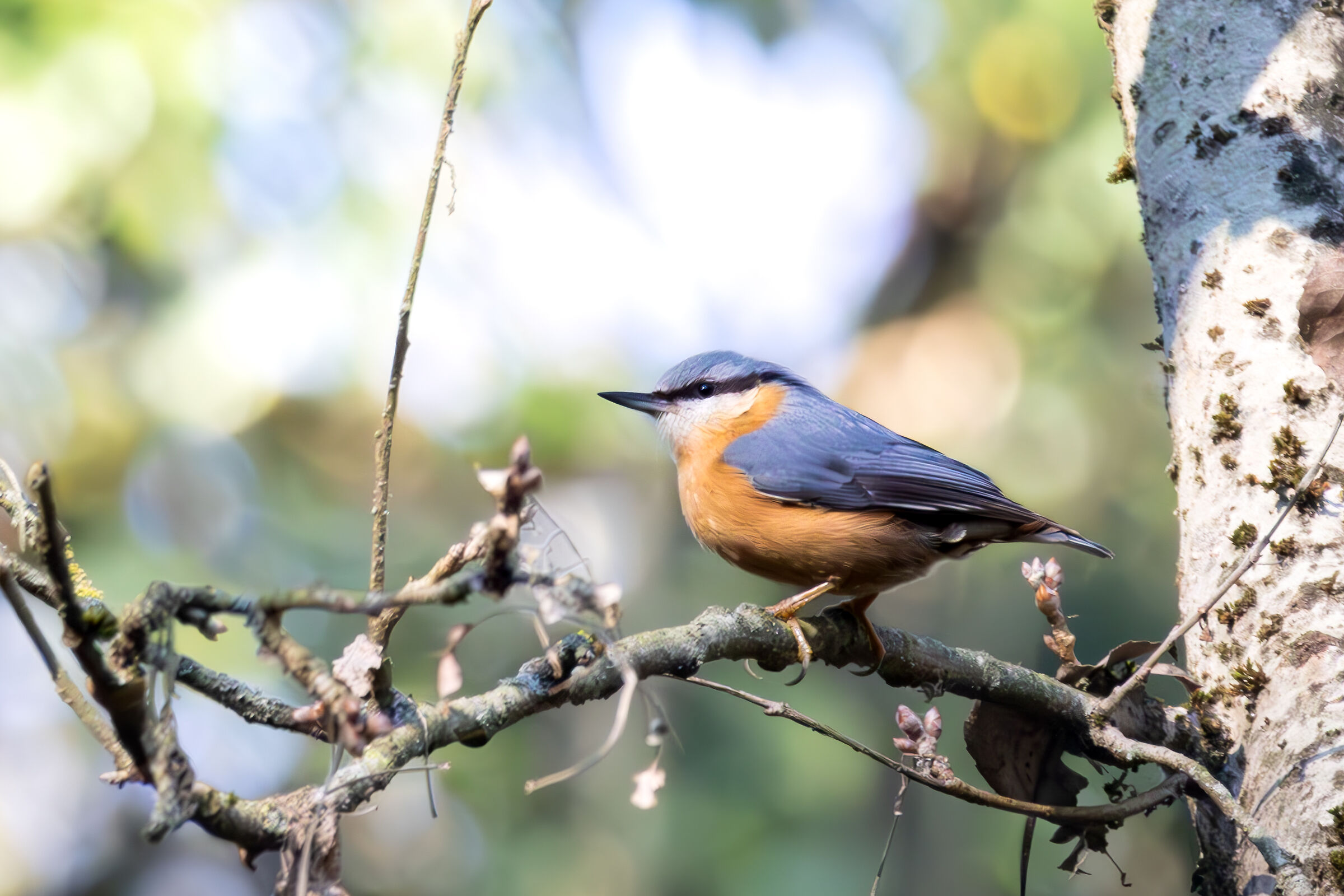 Nuthatch