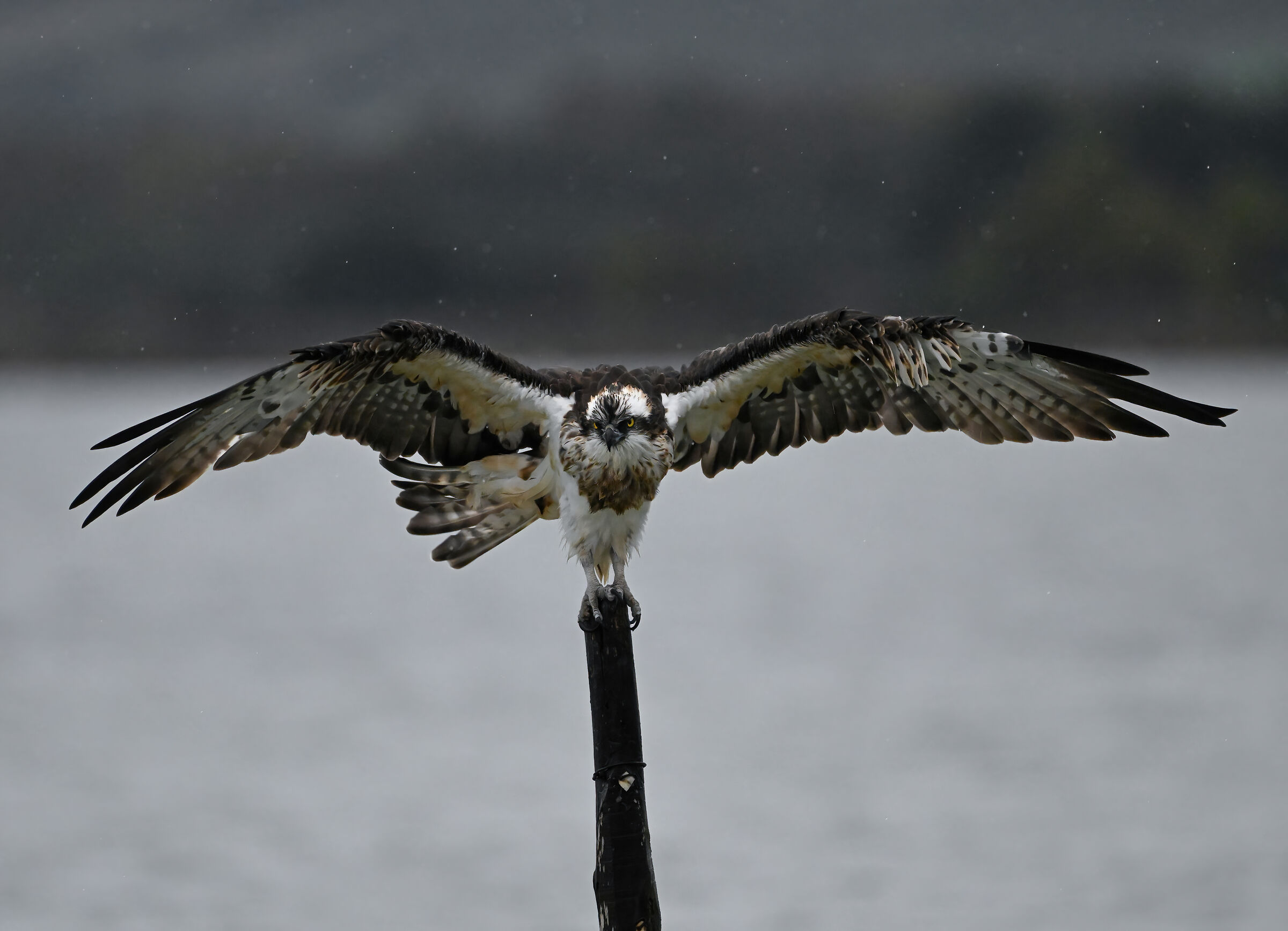 Falco pescatore sotto la pioggia