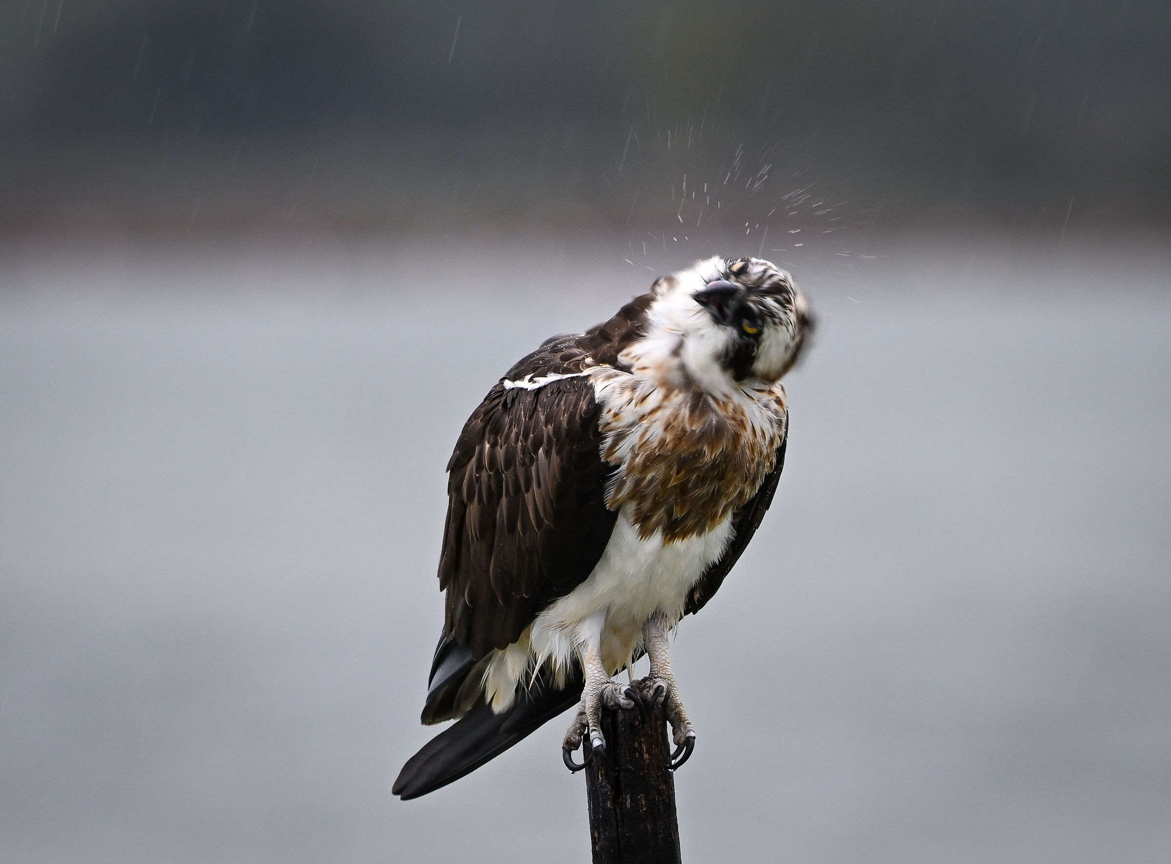 Falco pescatore sotto la pioggia