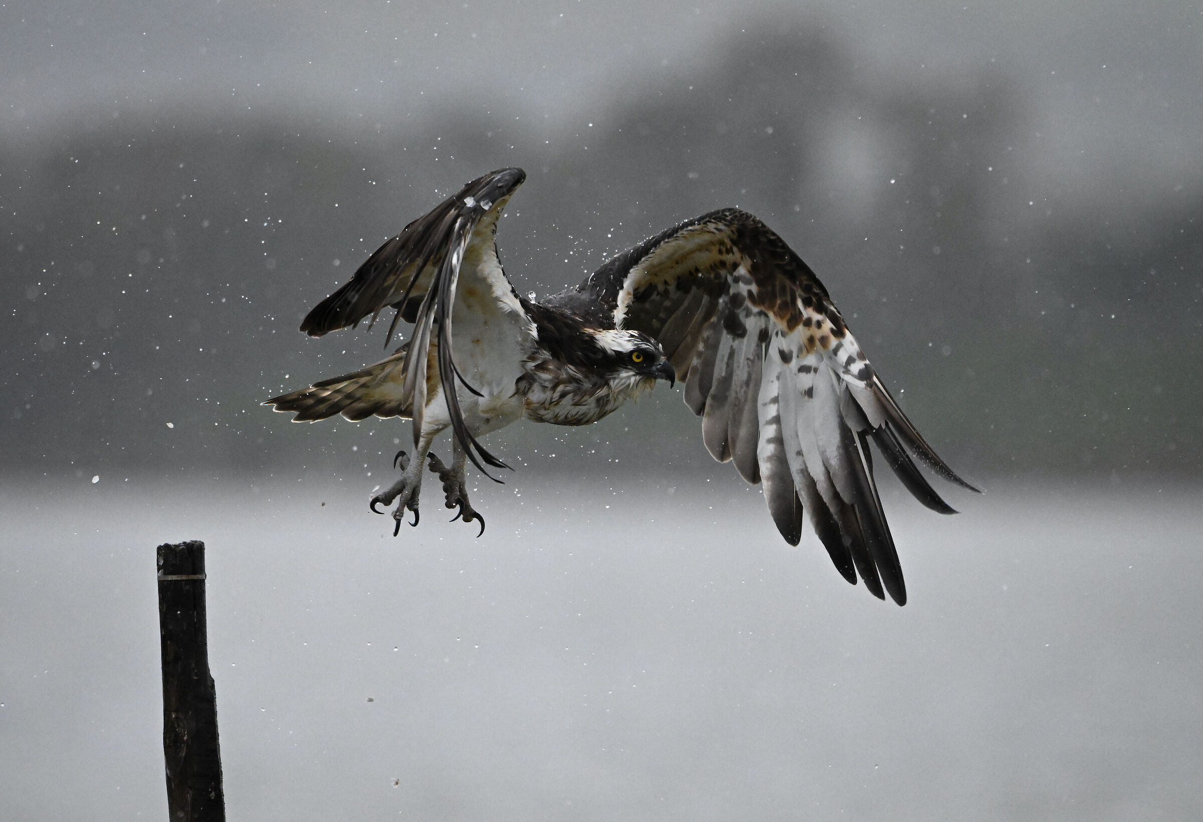 Falco pescatore sotto la pioggia