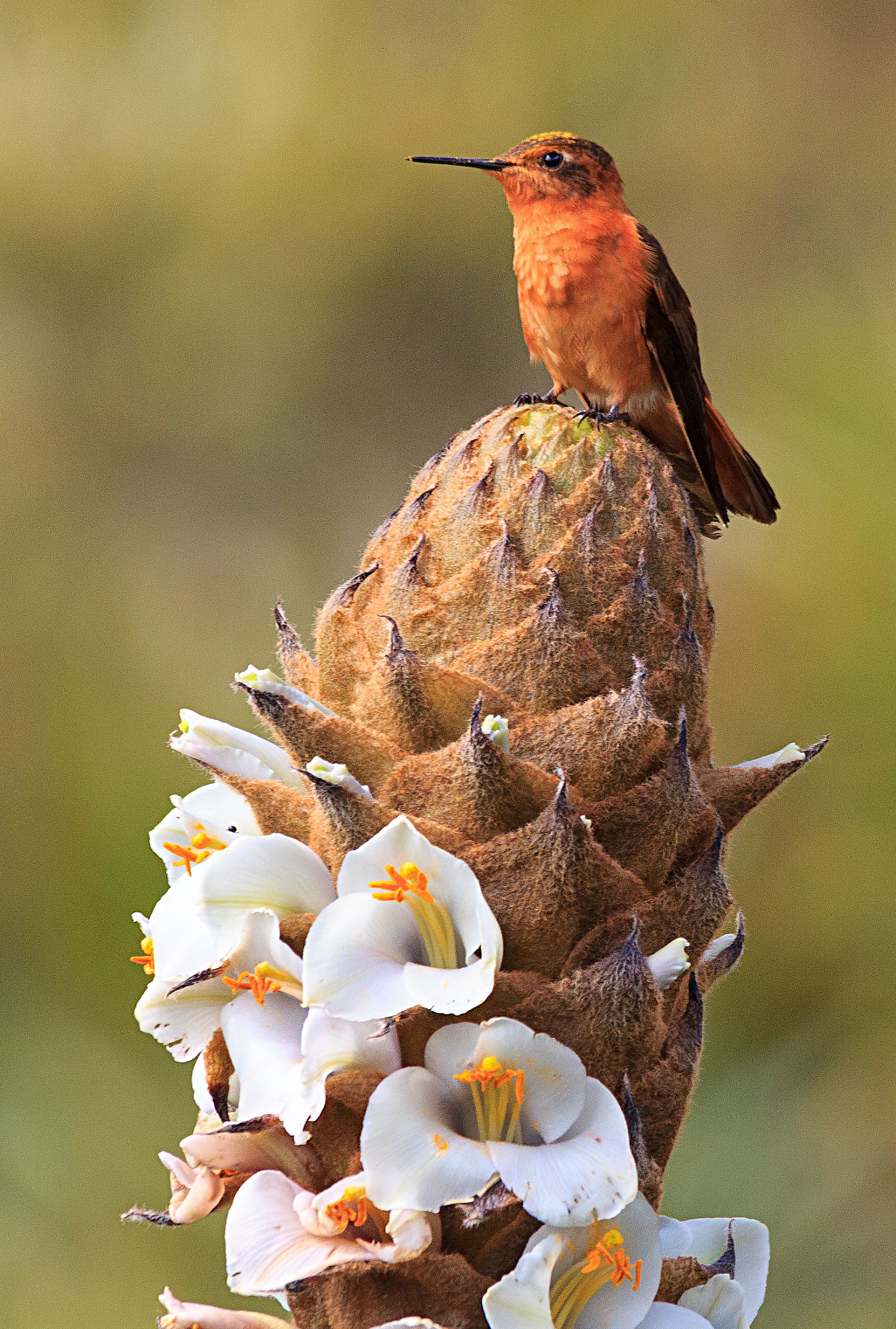 Colibrí paramuno - Aglaeactis cupripennis