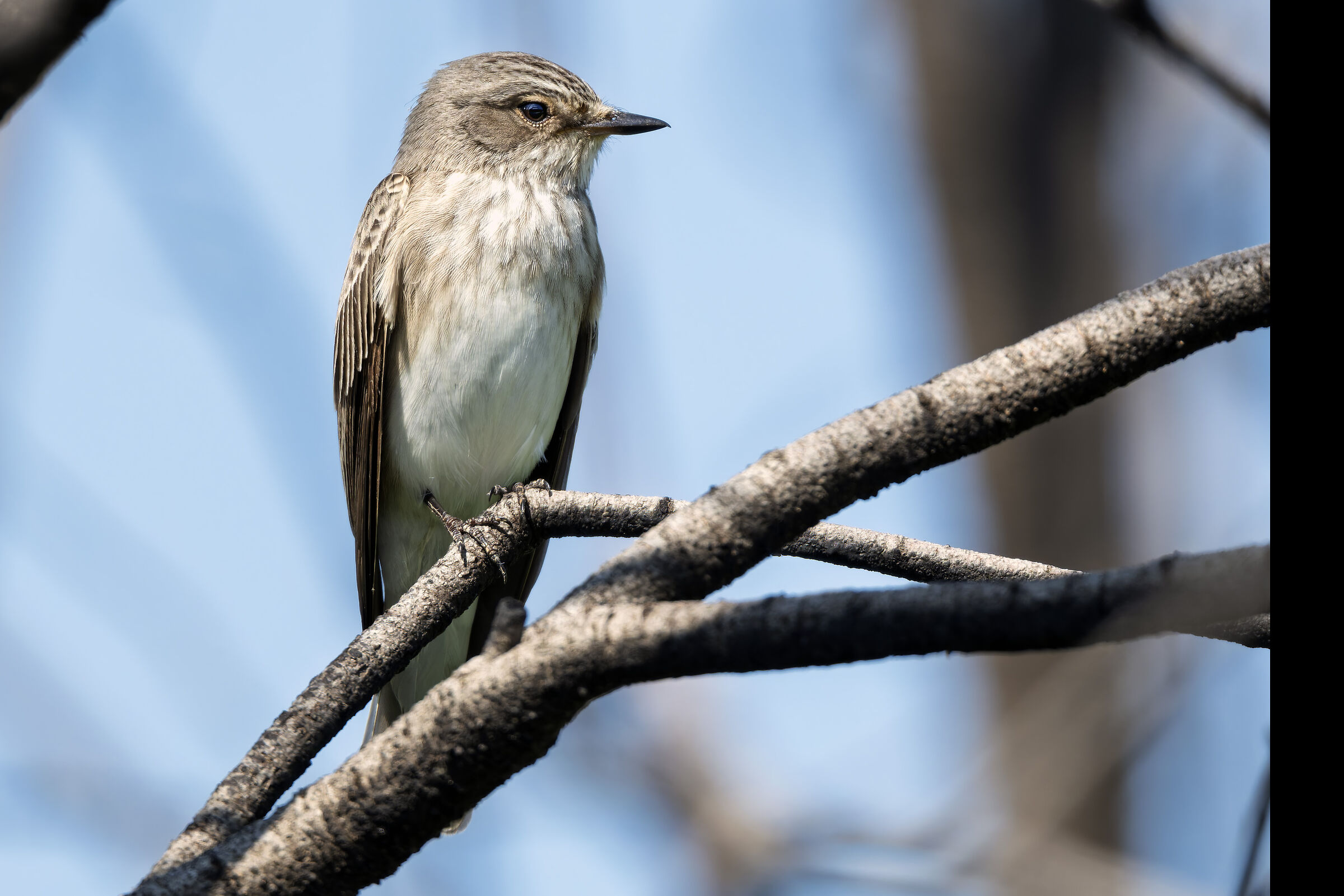 Let's hope mosquitoes and sandflies too...