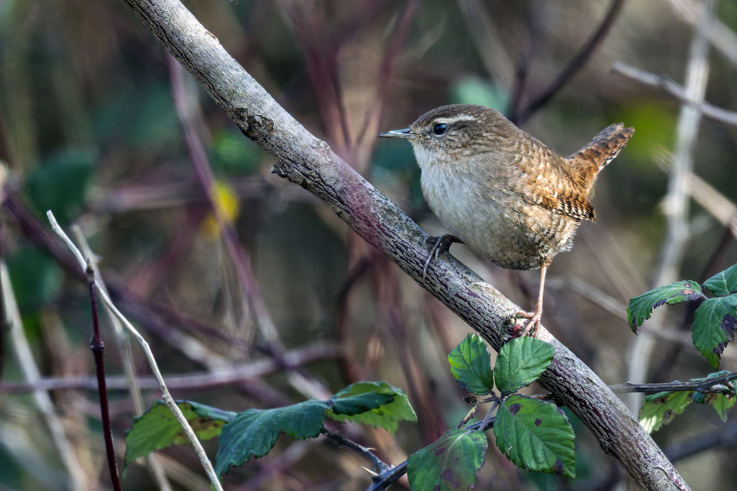 Wren
