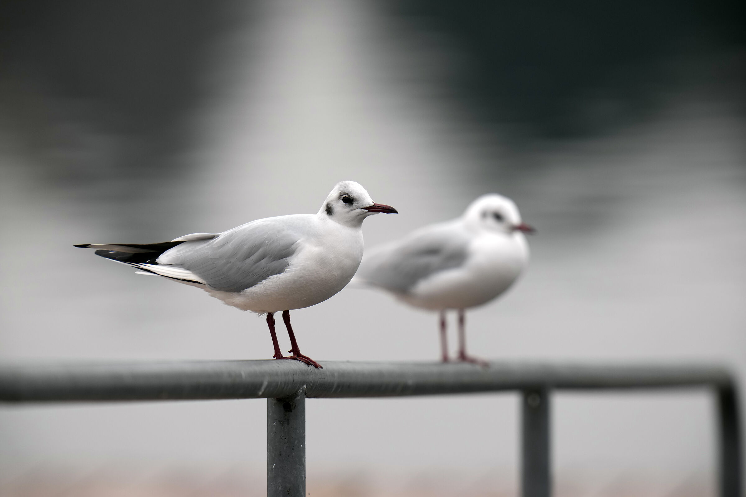 Seagull proof jpg camera
