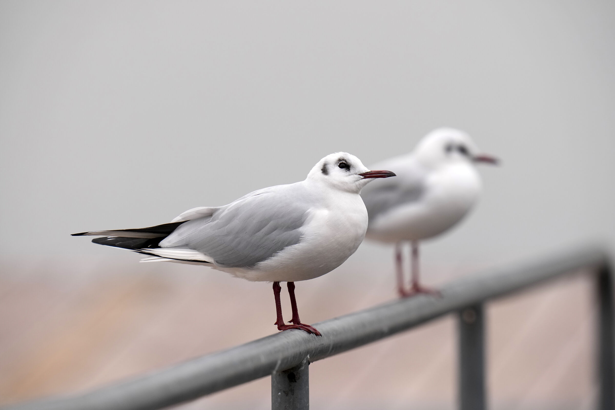 Try JPEG Camera Seagull2