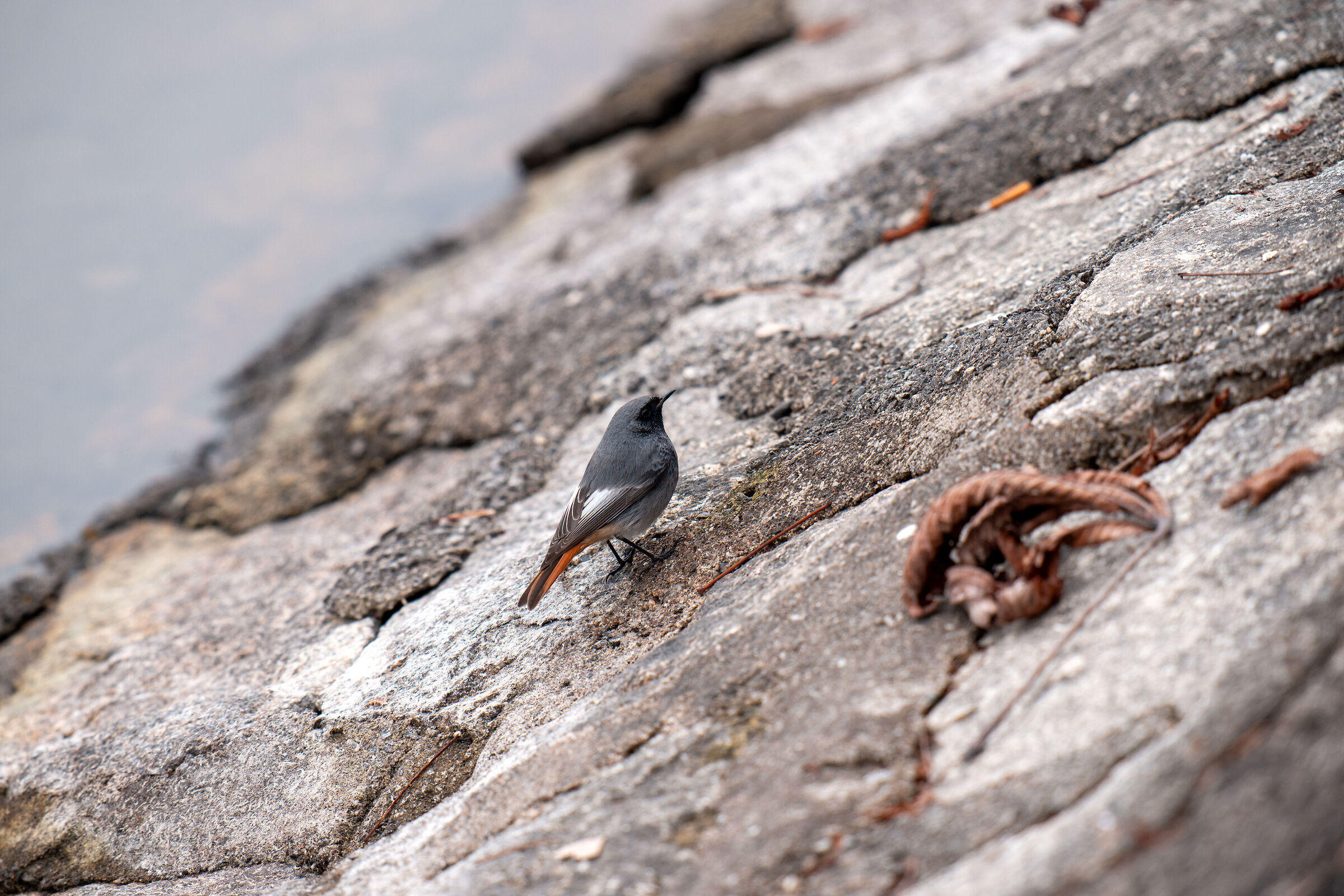 Try Simple Post DXP PR 5 Without Sharpening Lum 3