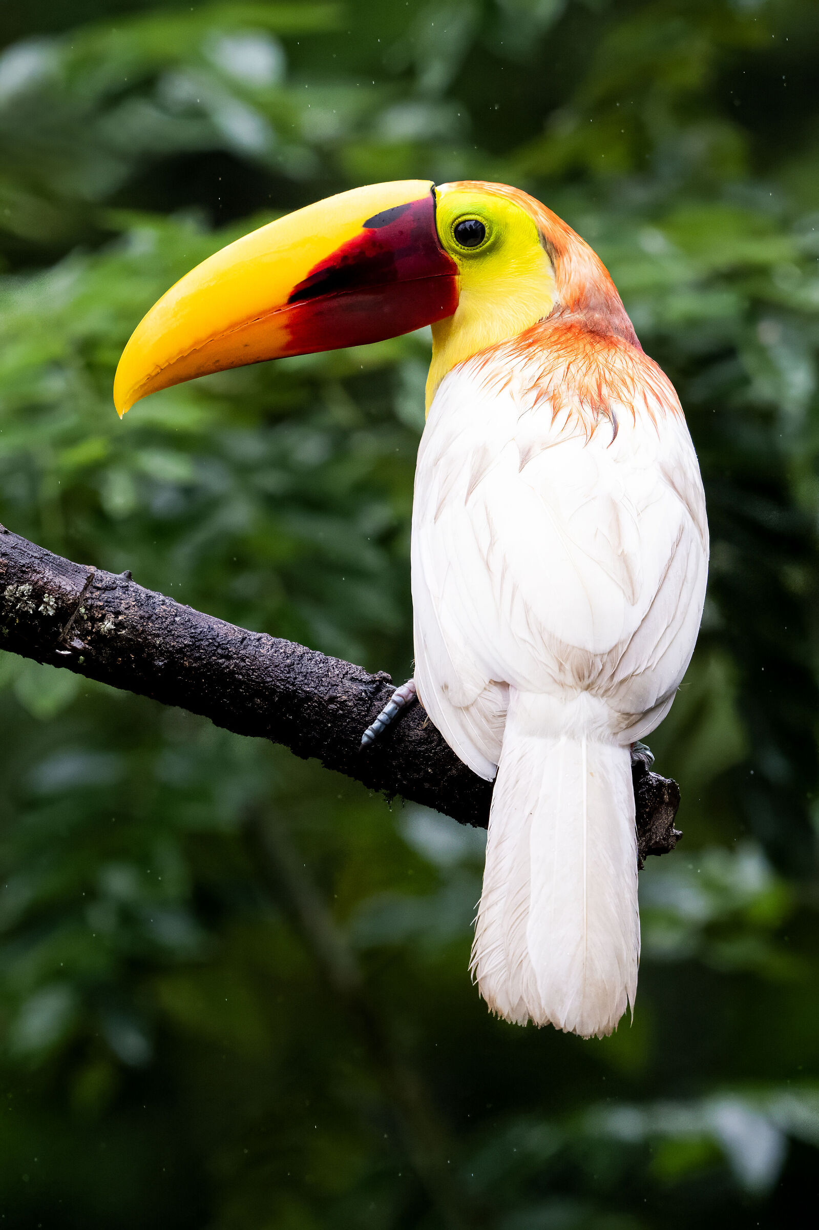tucan blanco