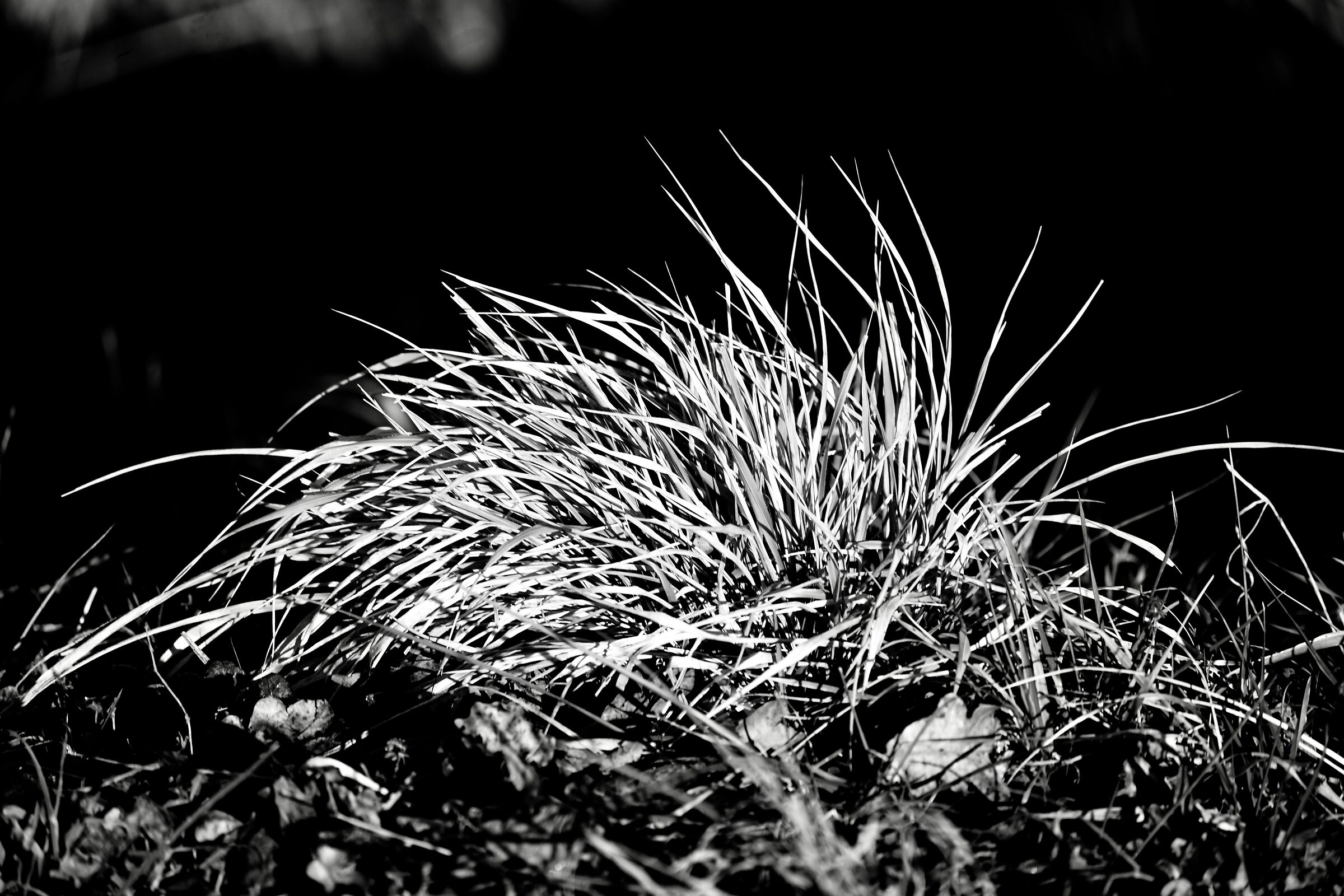 Erbe del Preval, in una gelida giornata