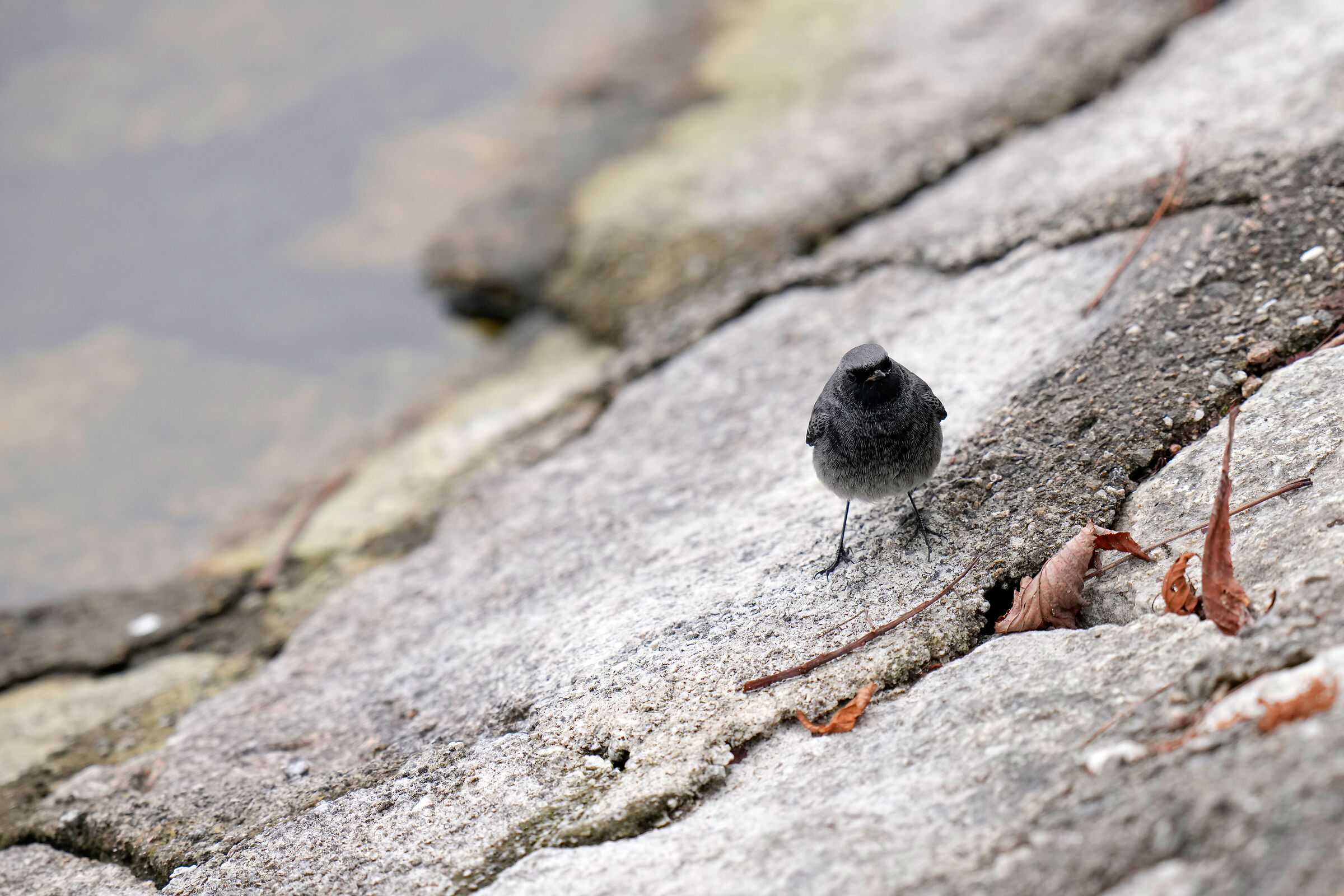 Chimney sweep Sesto Calende jpg on camera