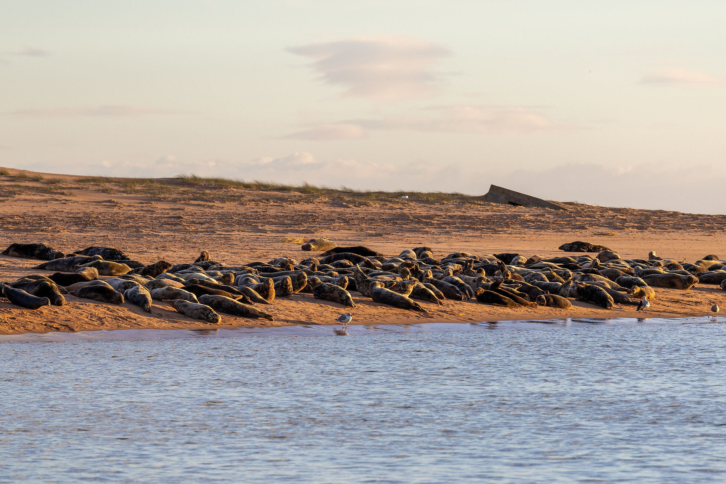 Newburgh Seal Beach
