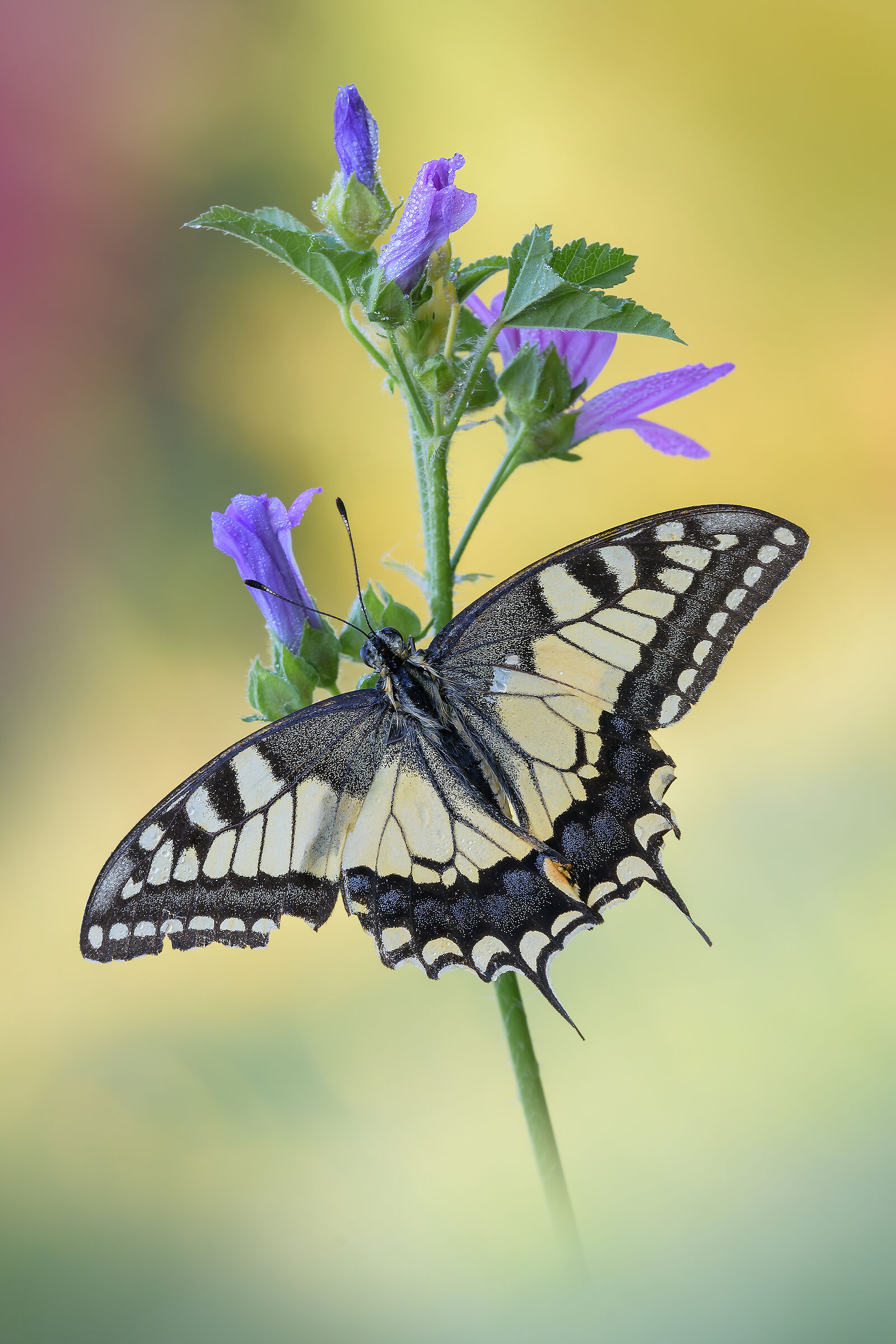 Papilio machaon