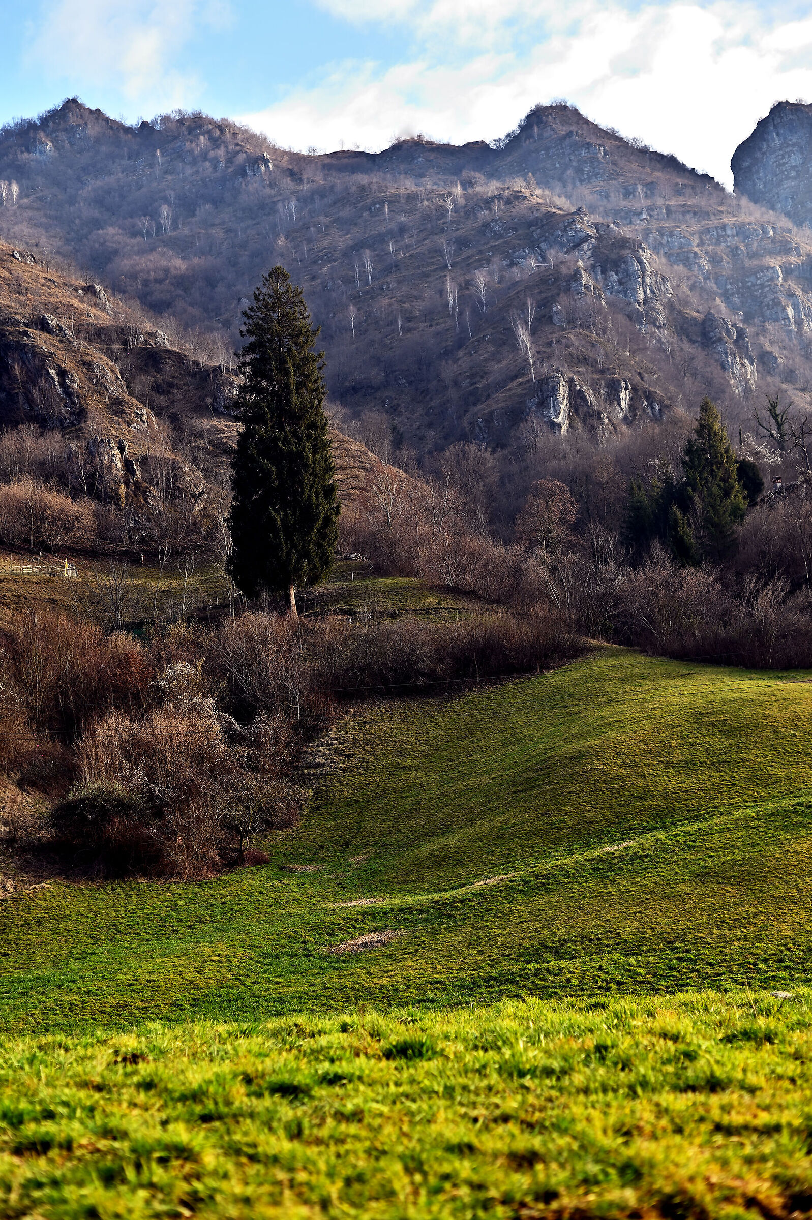 Landscape with fir tree