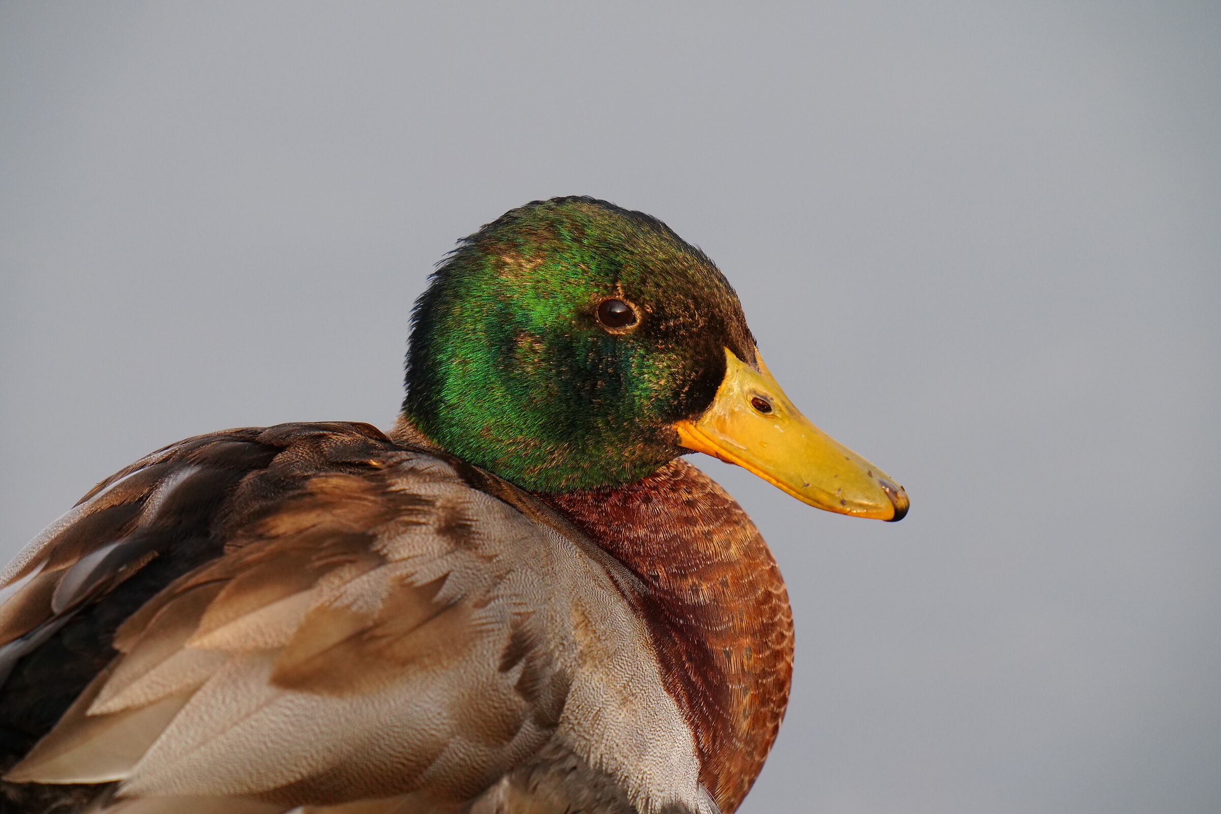 Test JPG 400+2x on A1 II no pp