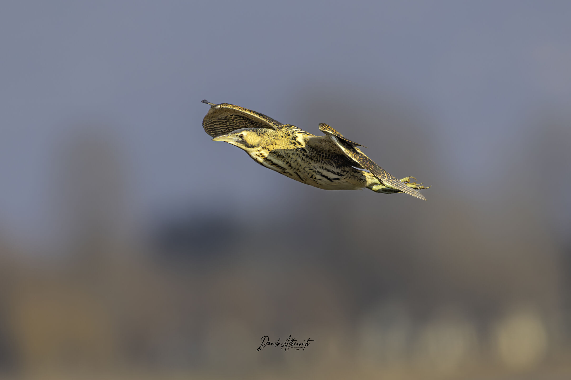 Bittern