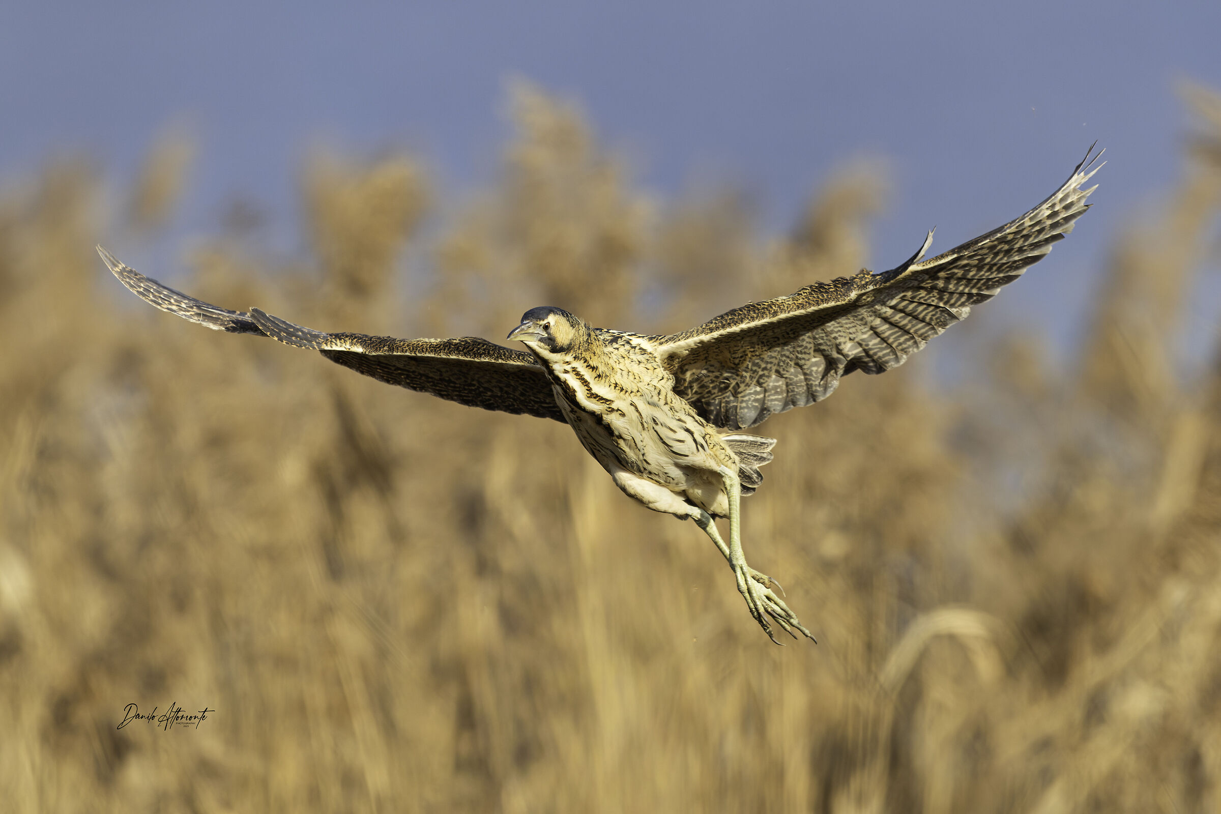 Bittern