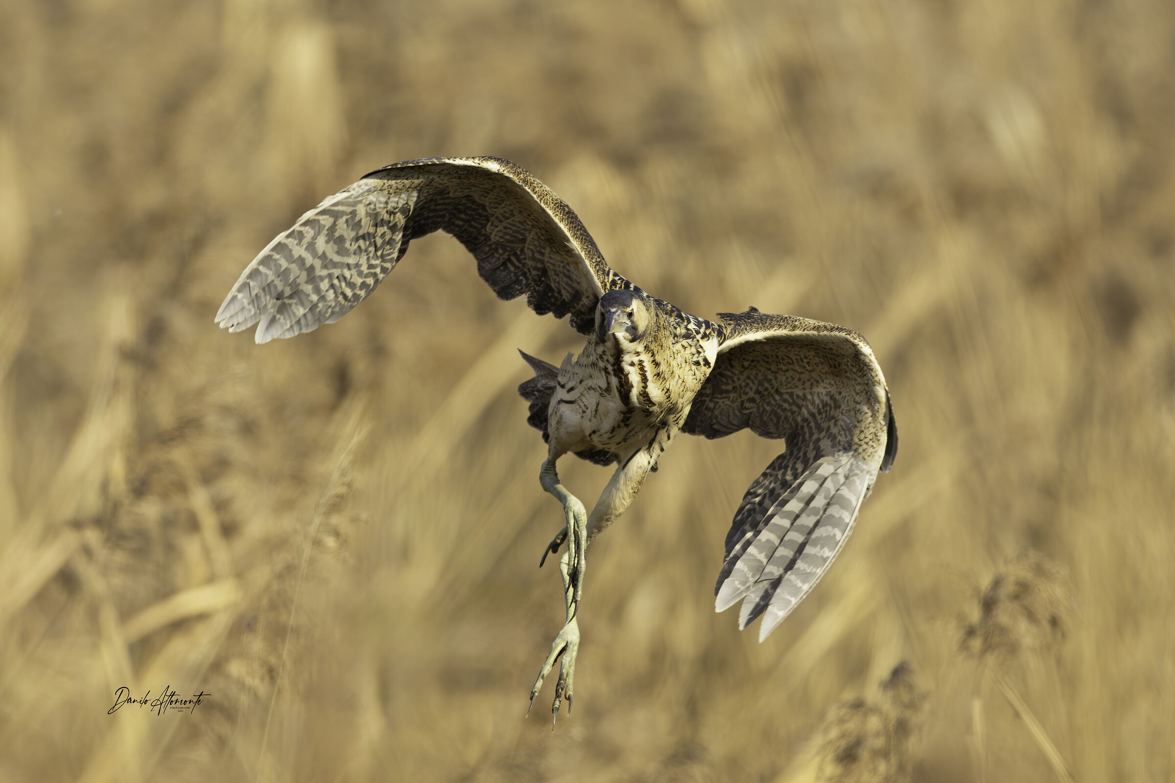 Bittern