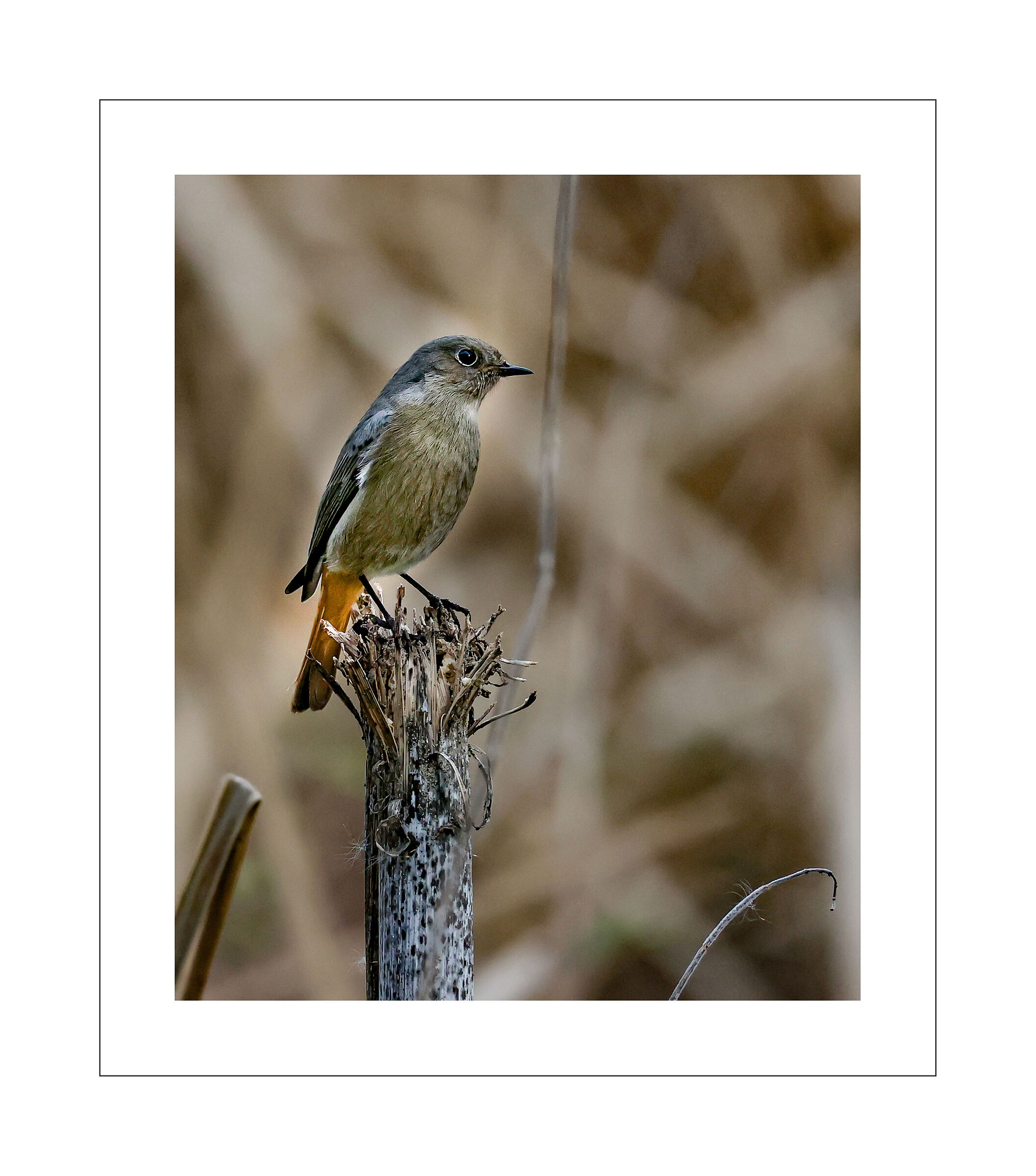 Redstart Chimney Sweep F.