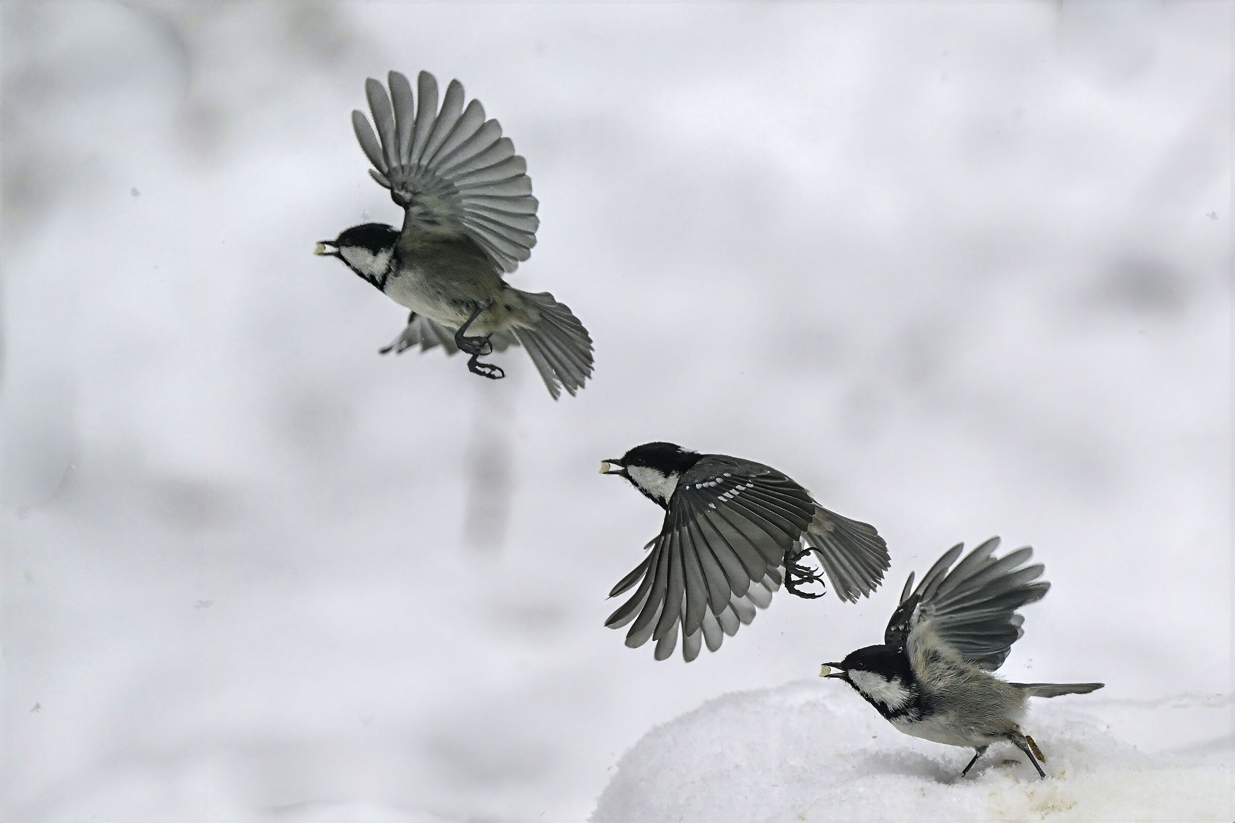 Cincia bigia alpestre