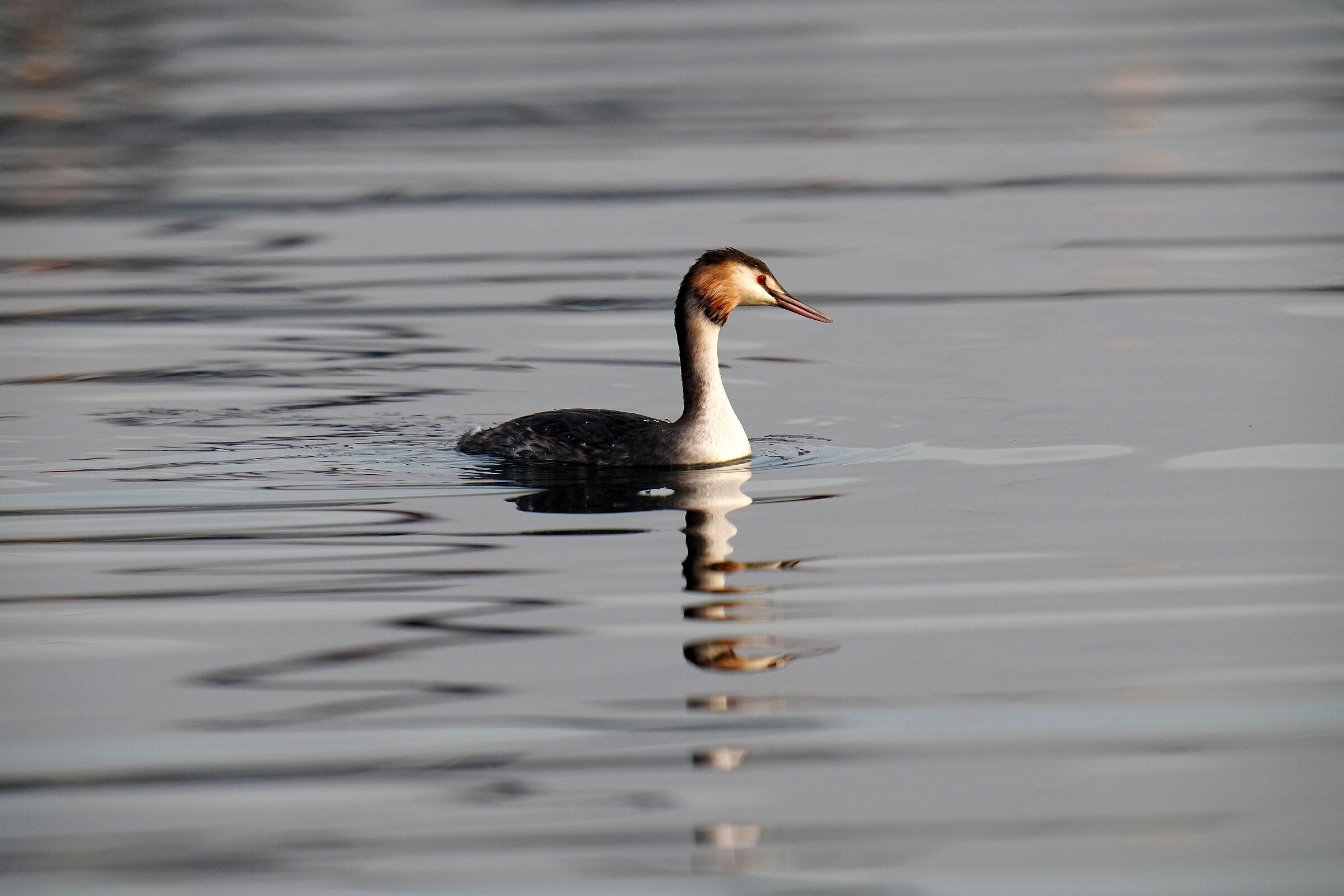 grebe test 400+2x
