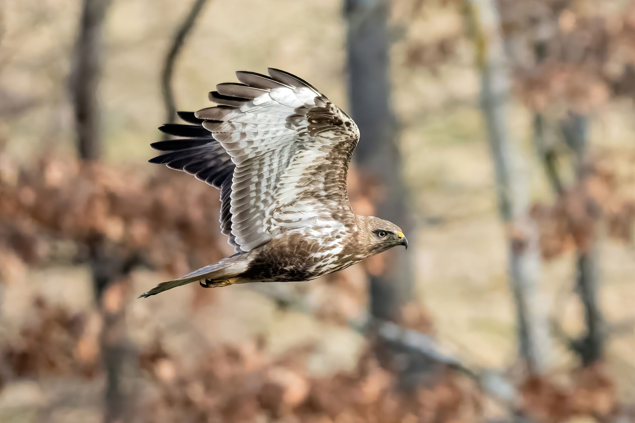 Buzzard (Buteo buteo)