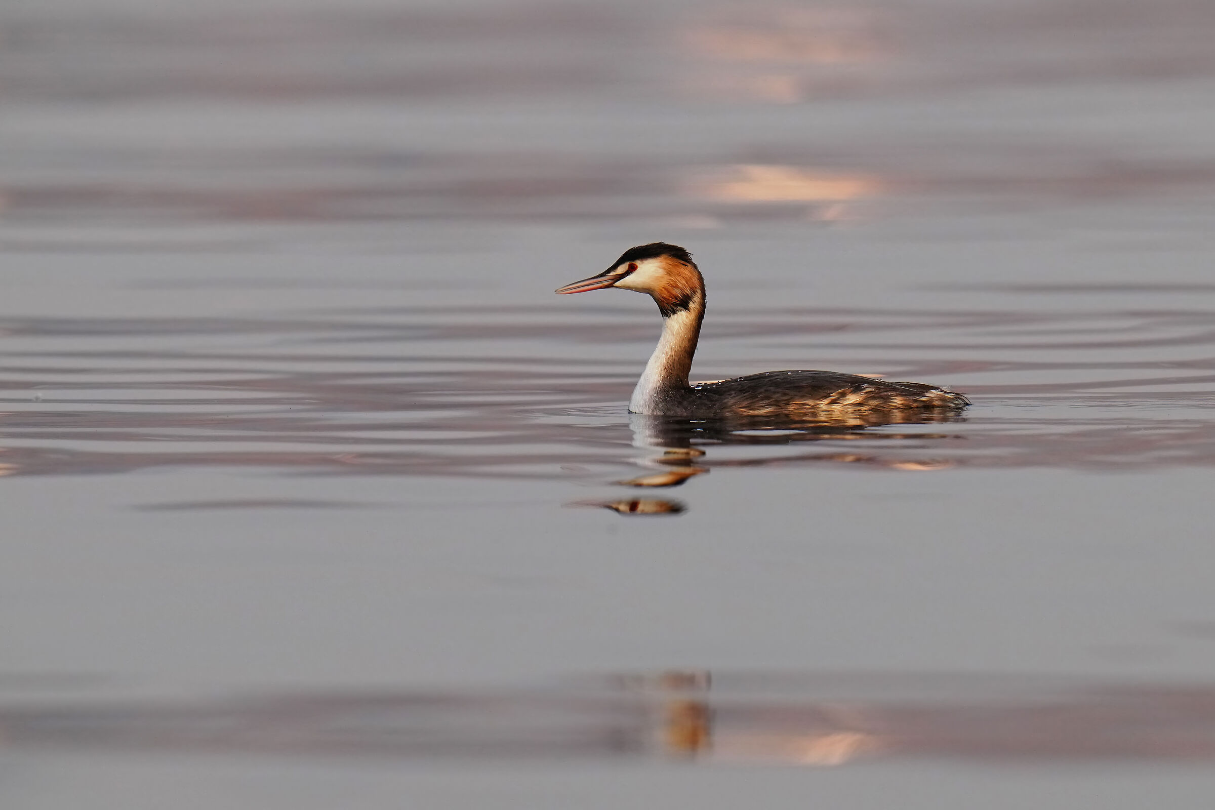 PP grebe test from raw