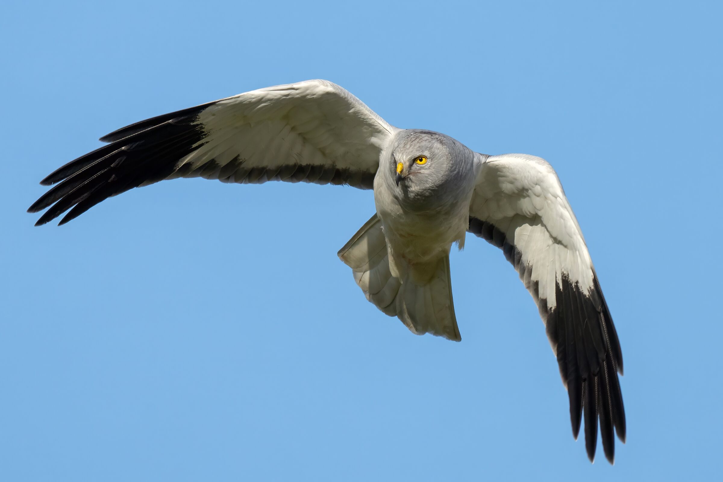 Hen Harrier (Circus cyaneus) m
