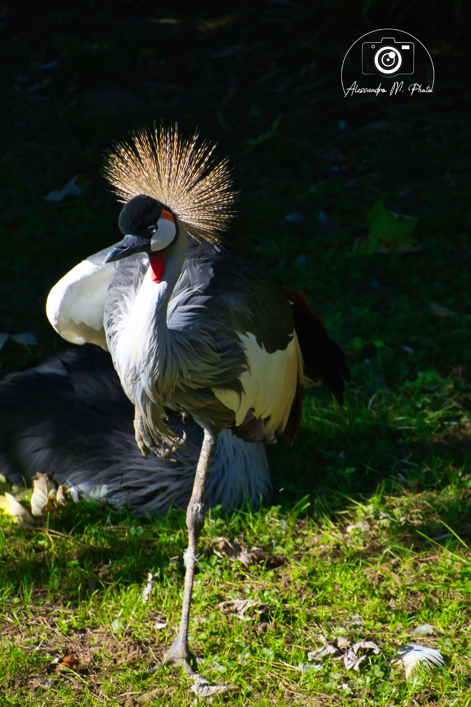 Wild elegance